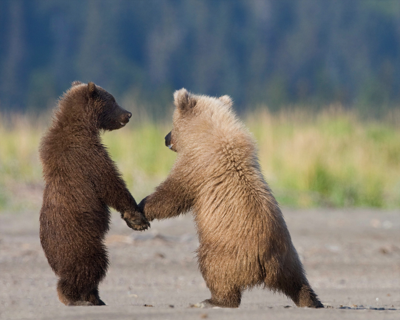 Alaska Grizzly Cubs 1280x1024