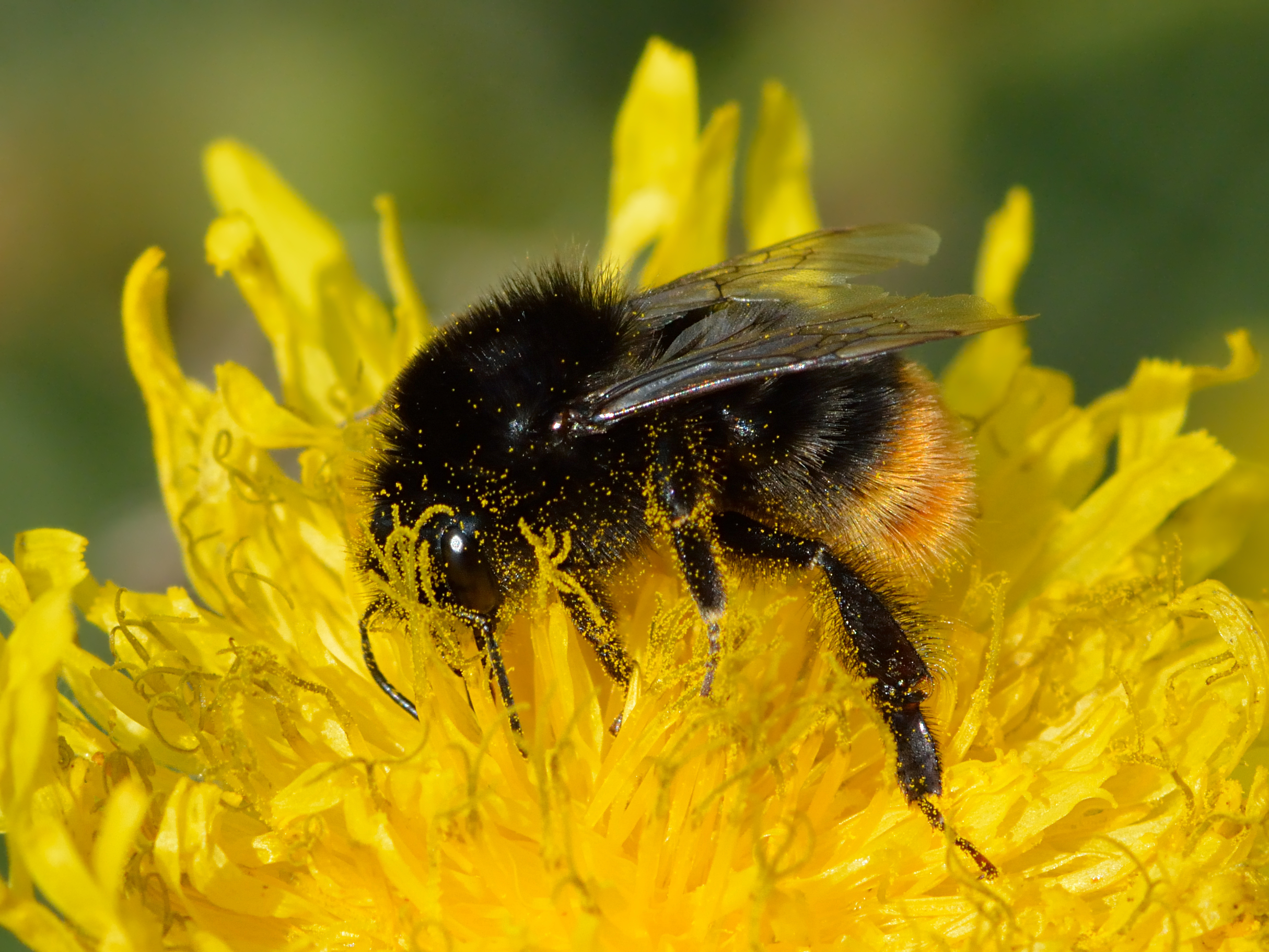 Animal Bumblebee Flower Red Tailed Bumblebee 2429x1822