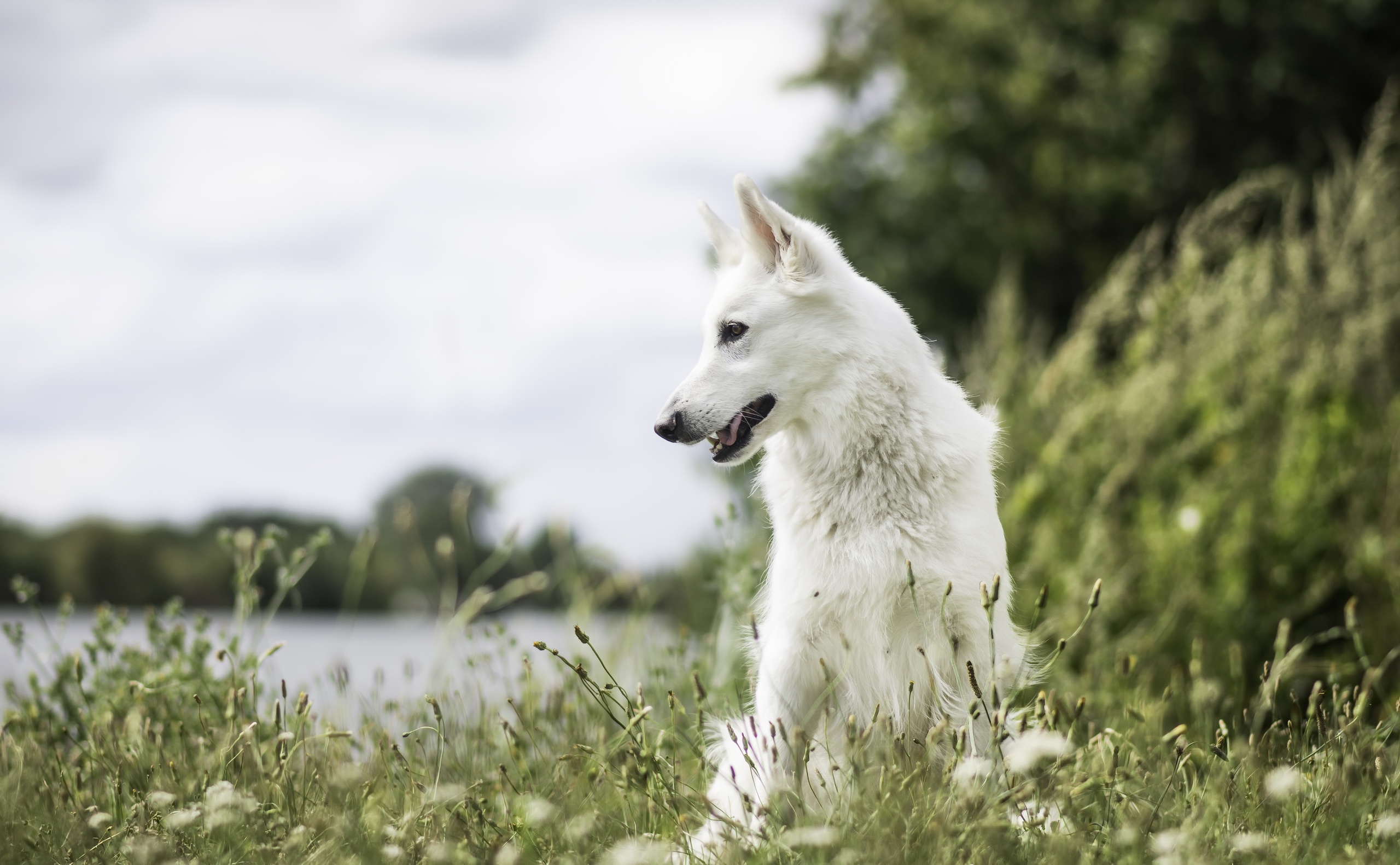 Depth Of Field Dog Pet White Shepherd 2560x1582
