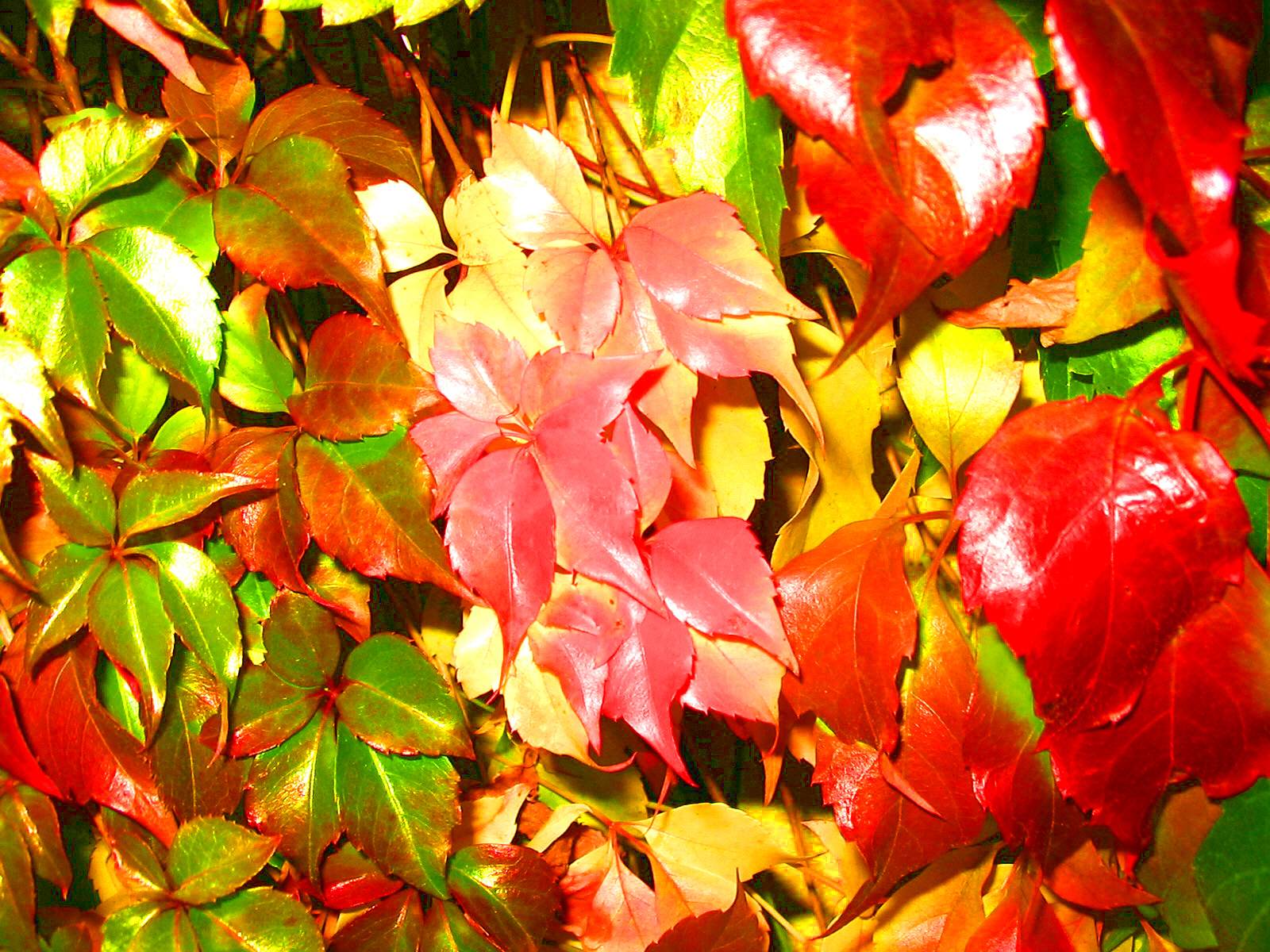 Colorful Leaf 1600x1200