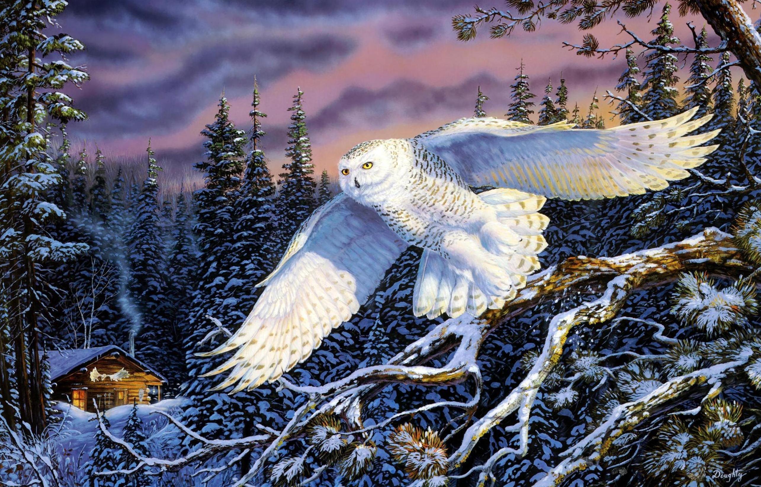 Animal Snowy Owl 2570x1645