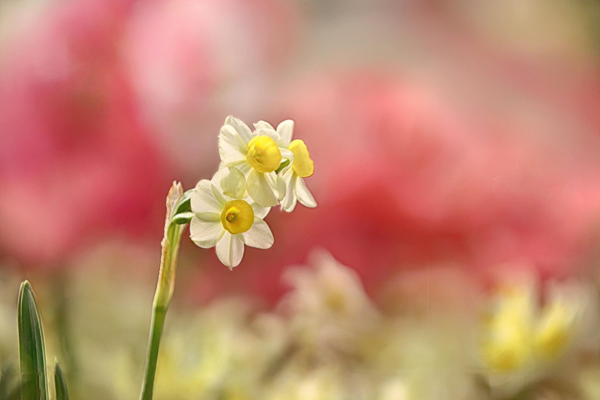 Daffodil Flower Macro Nature White Flower 2048x1366