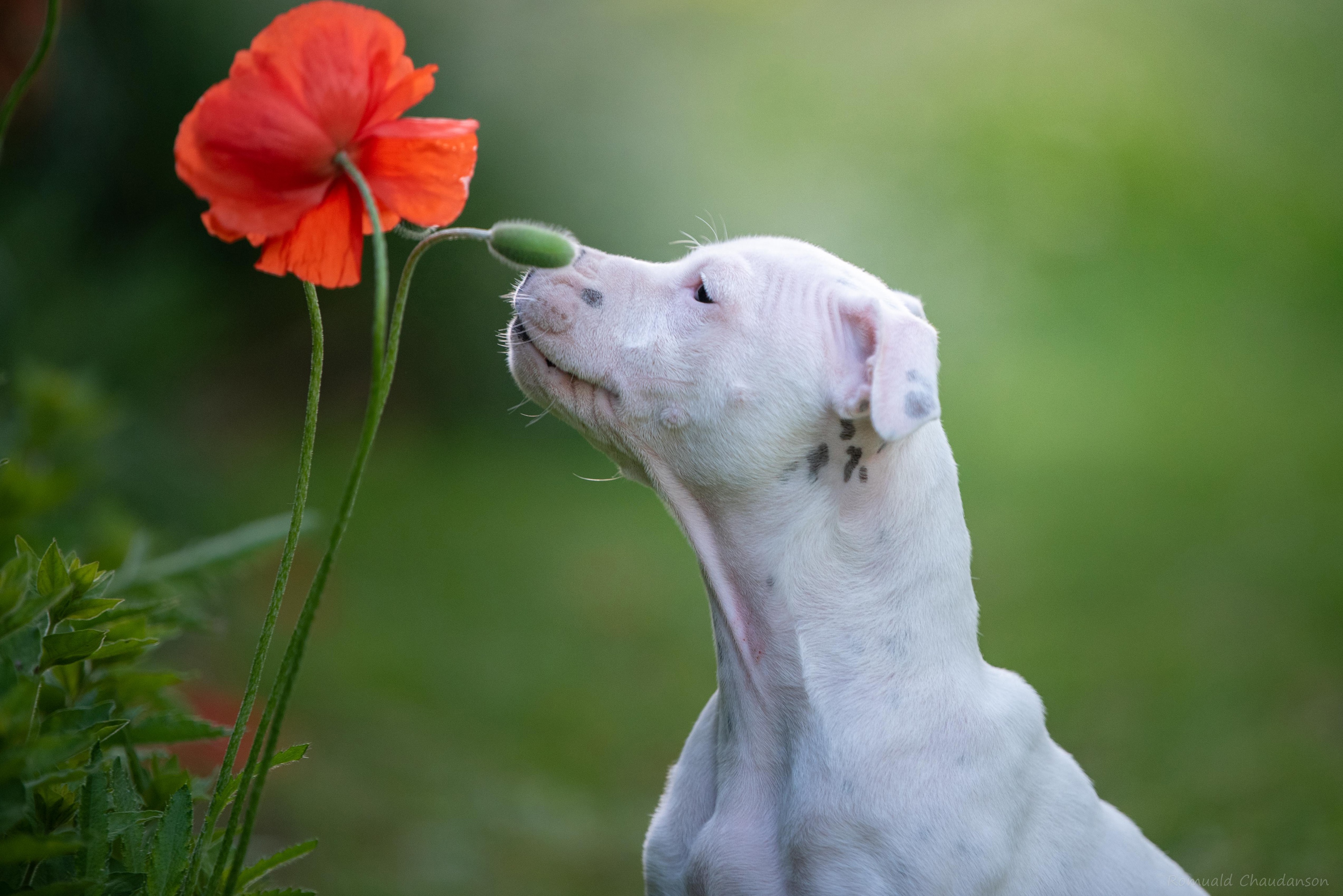 Dog Pet Poppy Staffordshire Bull Terrier 3600x2403