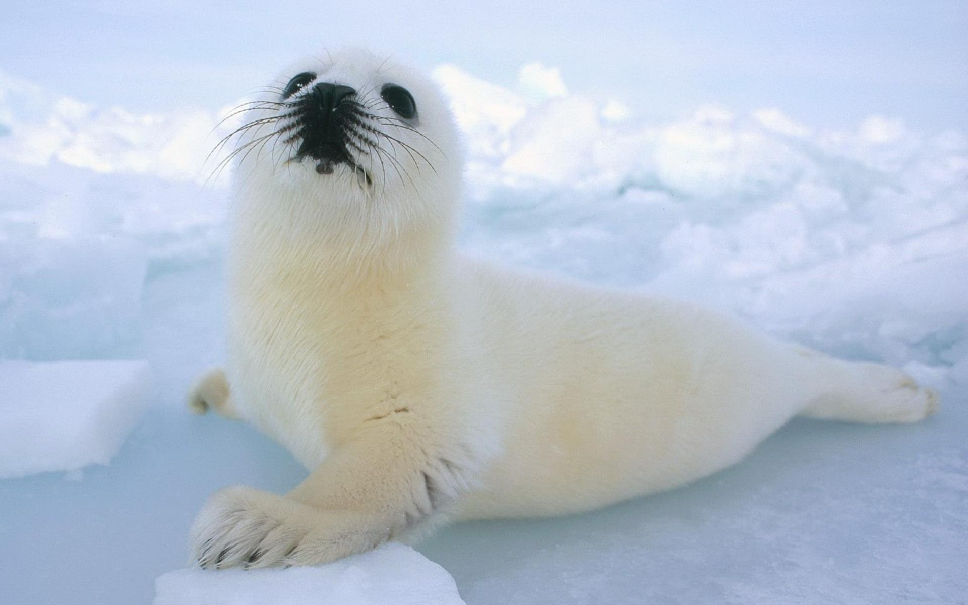 Harp Seal 1920x1200