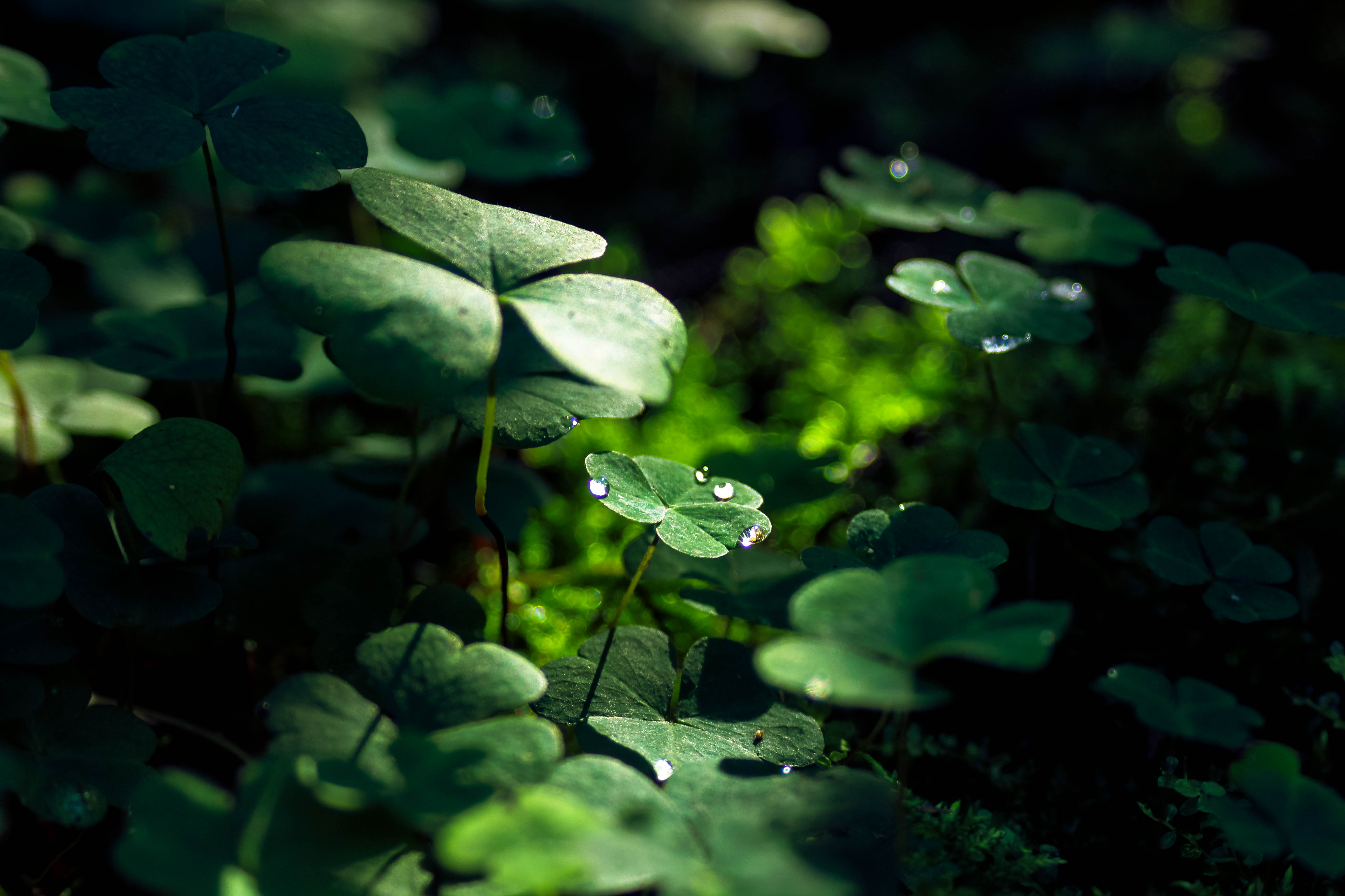 Clover Greenery Leaf Macro Nature Water Drop 5184x3456