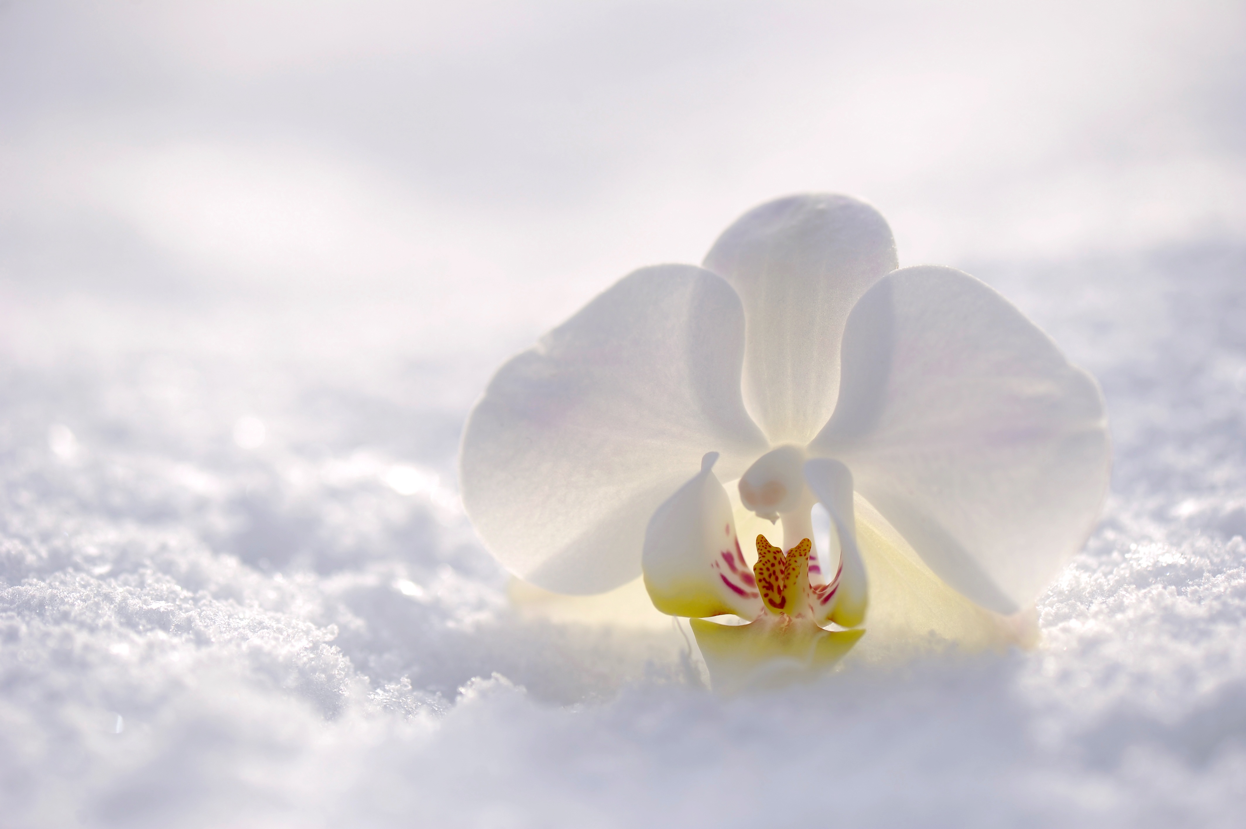 Flower Nature Orchid Snow White Flower 4256x2832