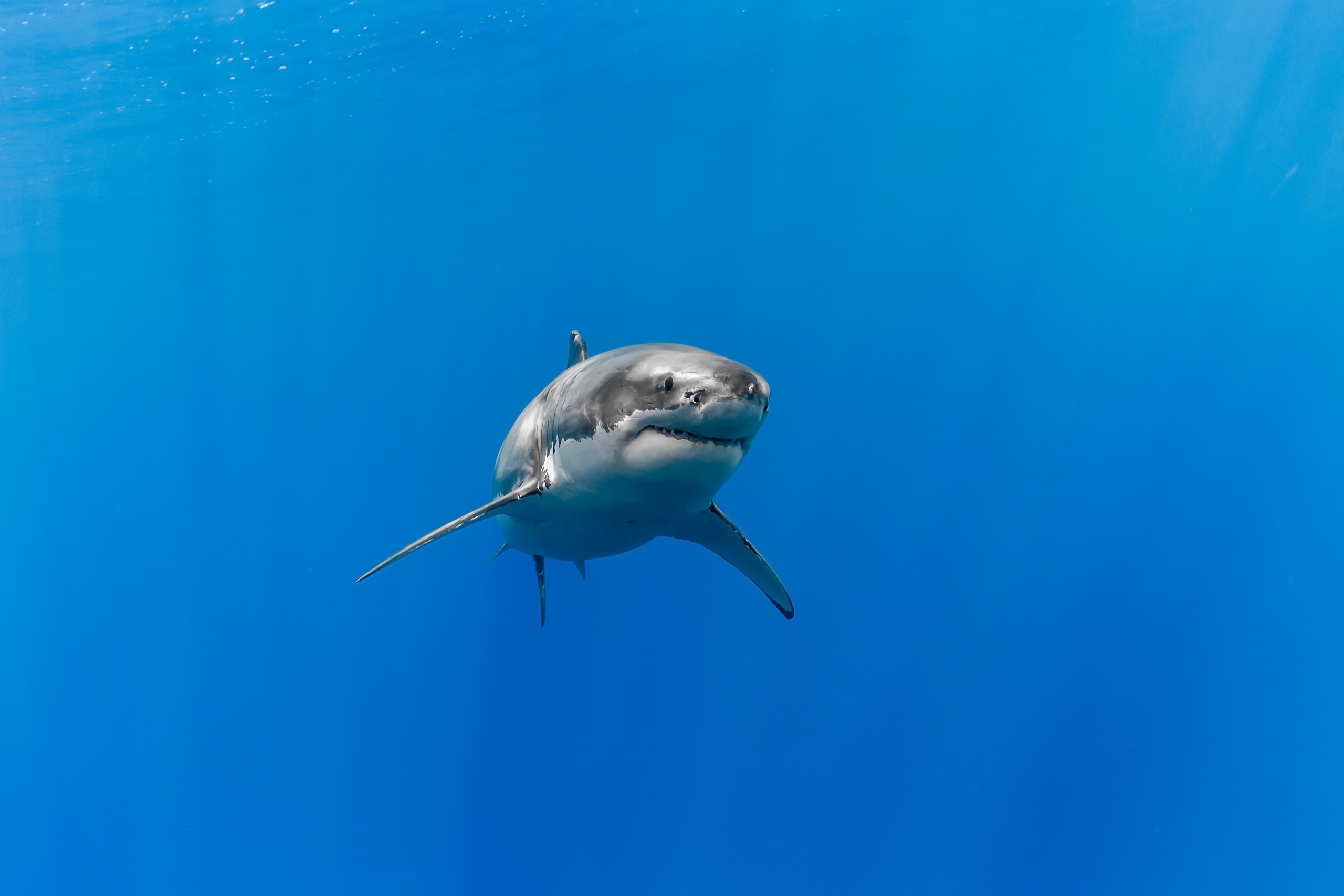 Blue Fish Shark Underwater Predator Animal 2560x1707