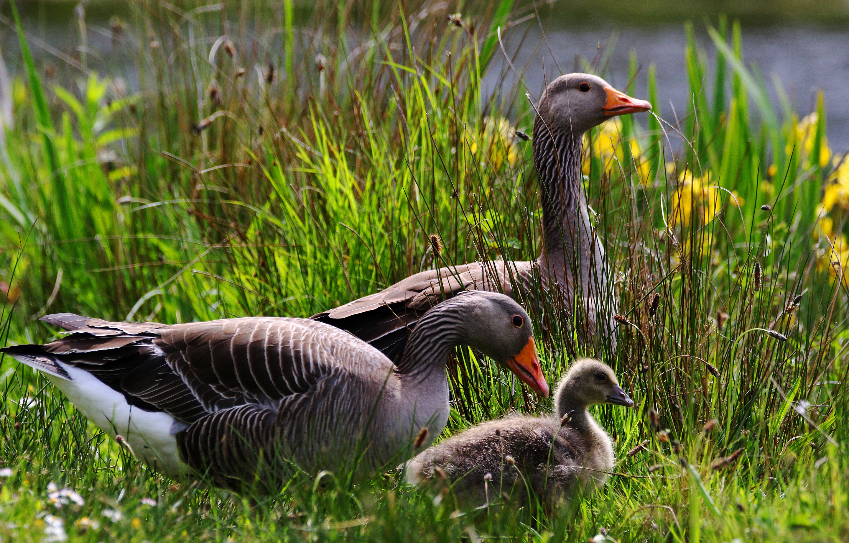 Baby Animal Bird Goose Wildlife 2880x1841