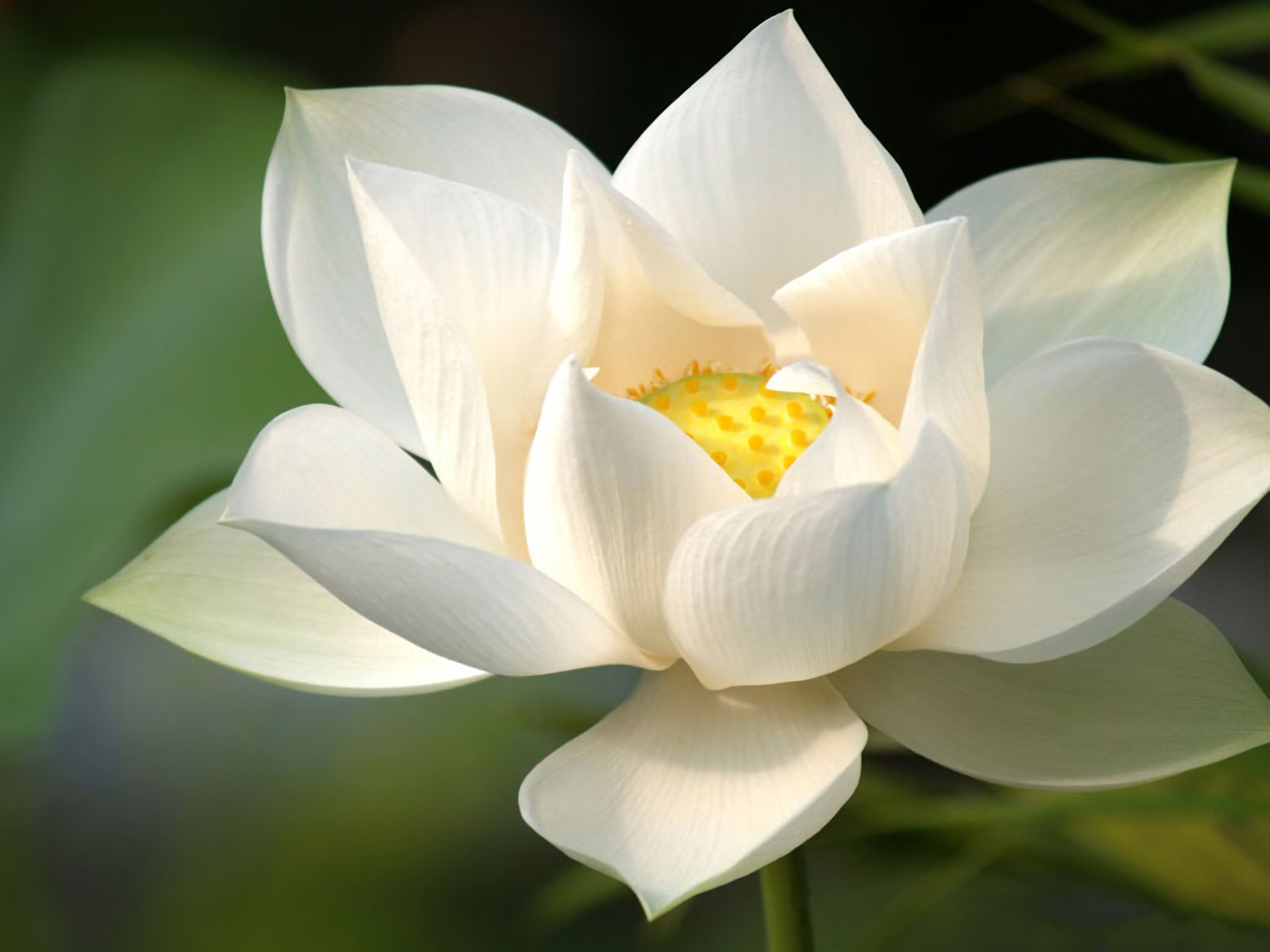 Earth Flower Lotus White Flower 1920x1440