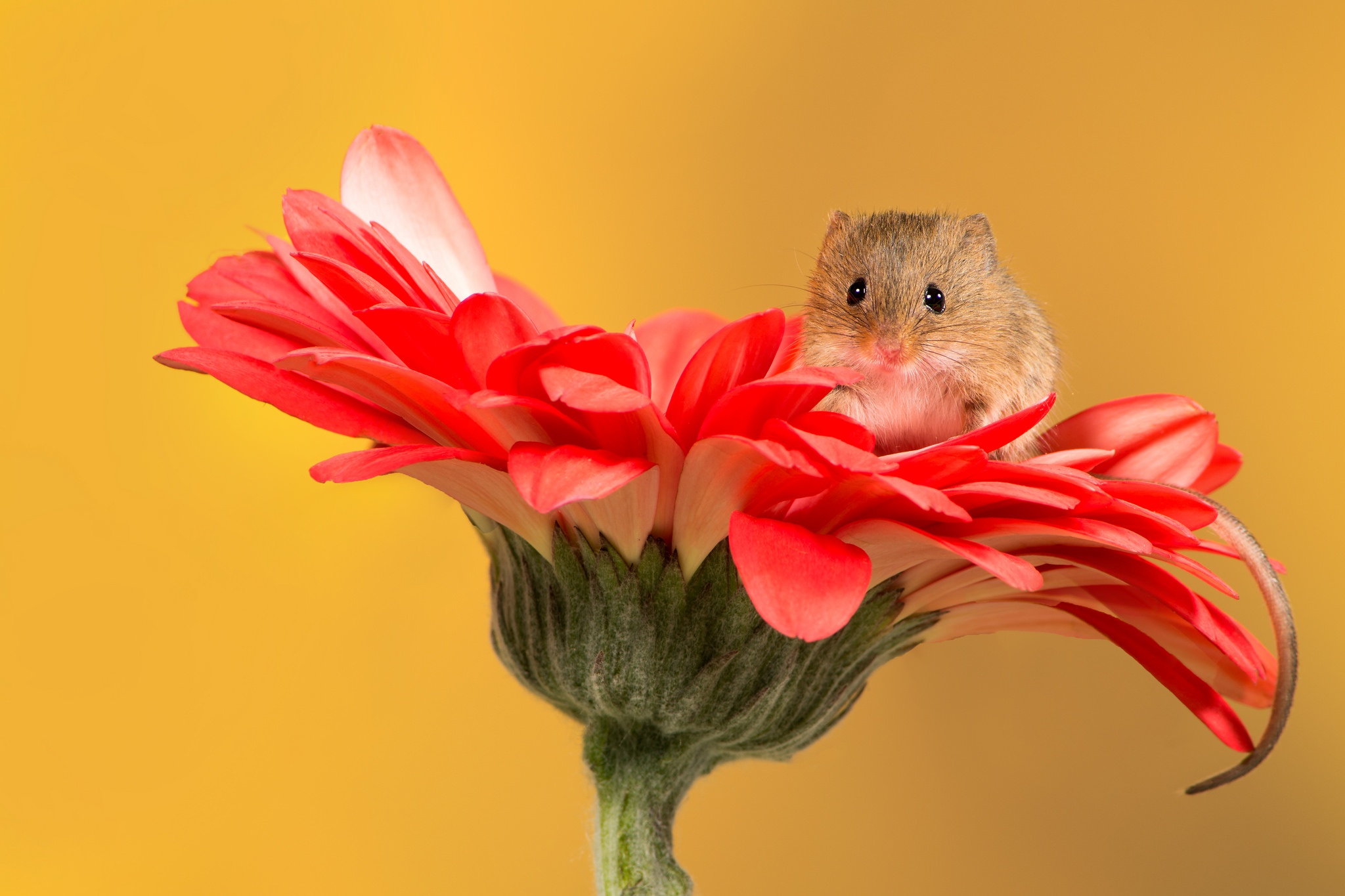 Flower Macro Mouse Rodent Wildlife 2048x1365