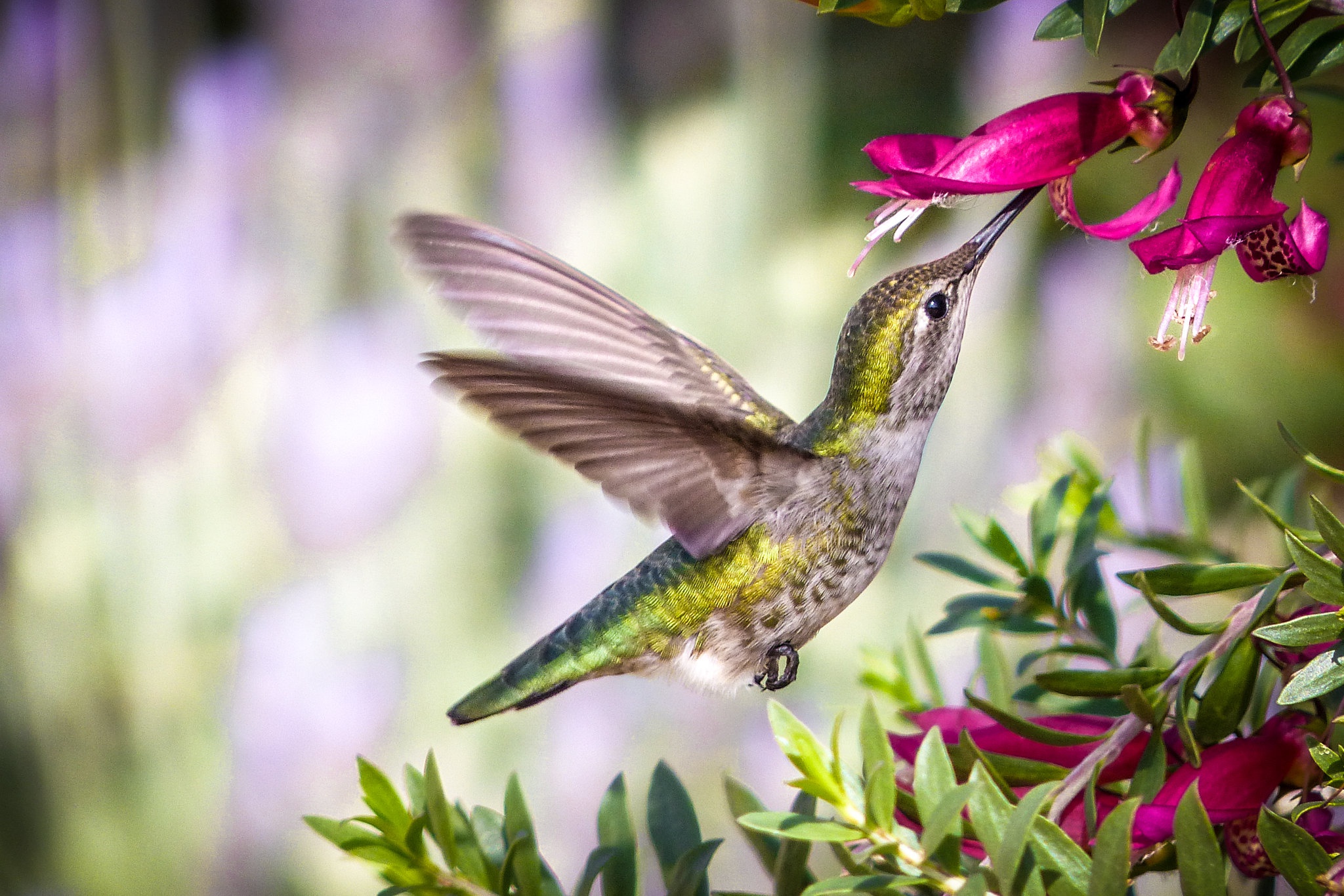 Bird Flower Hummingbird Wildlife 2048x1366