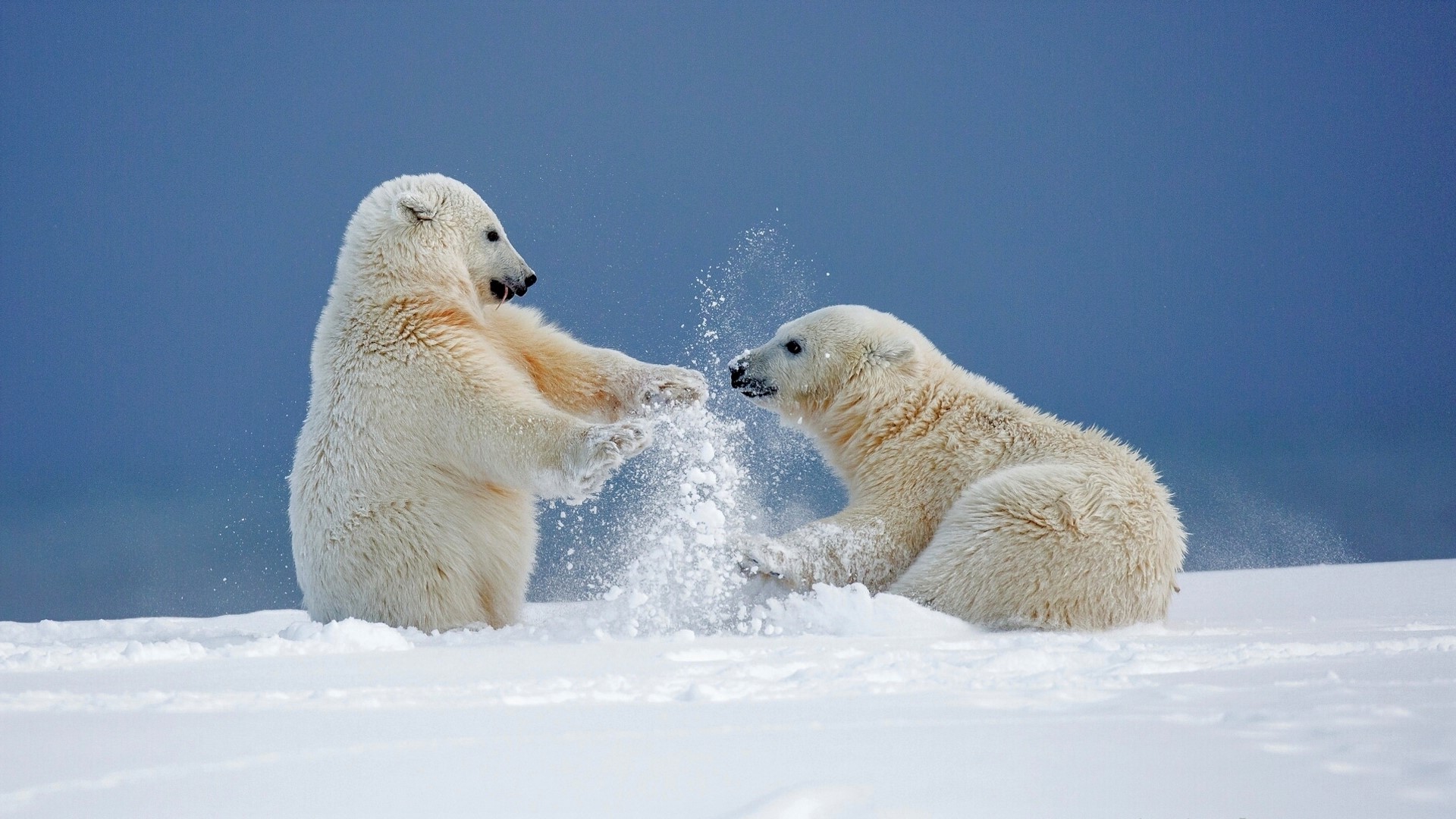 Cute Playing Polar Bear Snow Winter 1920x1080