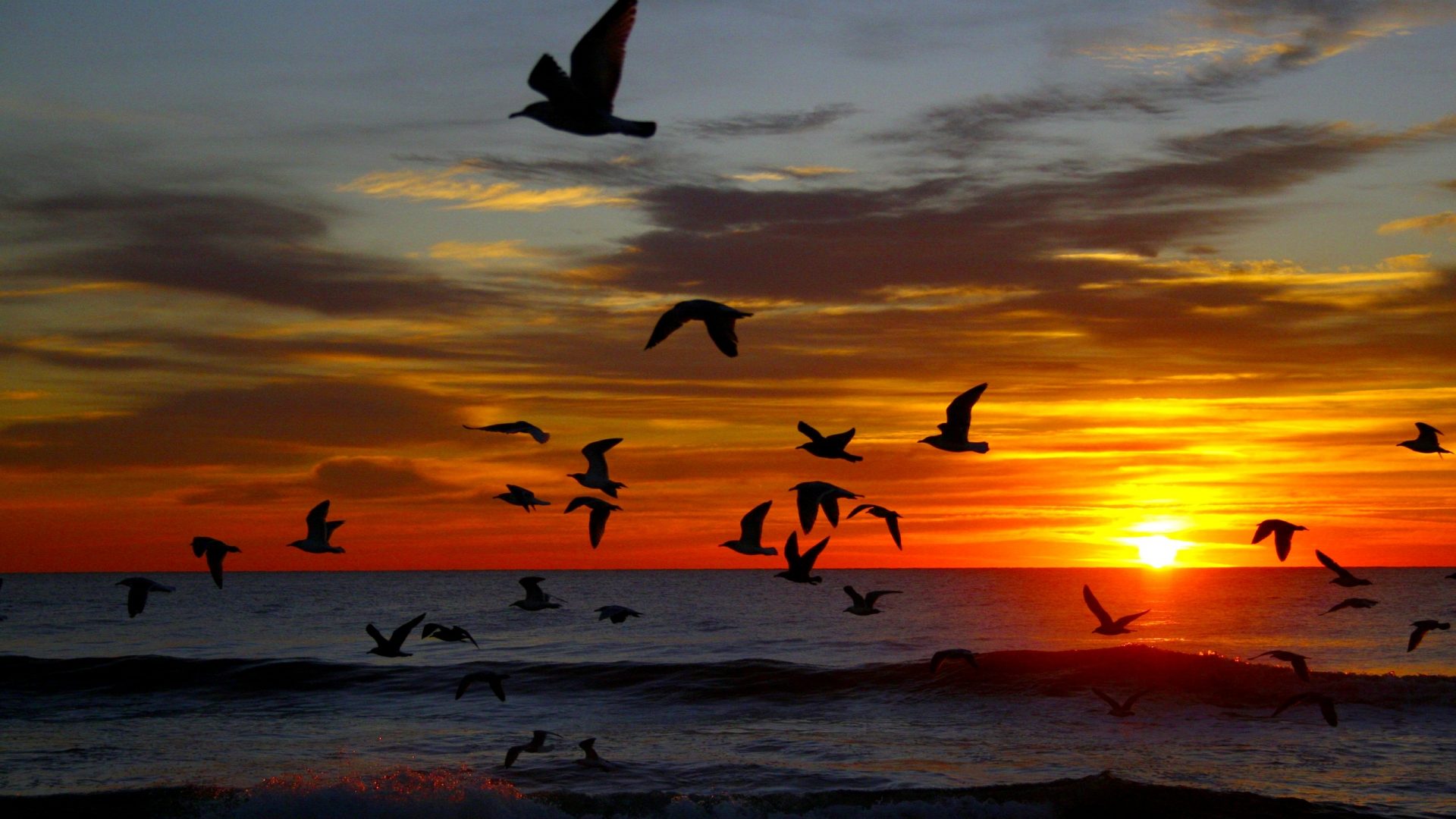Earth Flock Of Birds Flying Horizon Ocean Sea Seagull Silhouette Sky Sun Sunset 1920x1080
