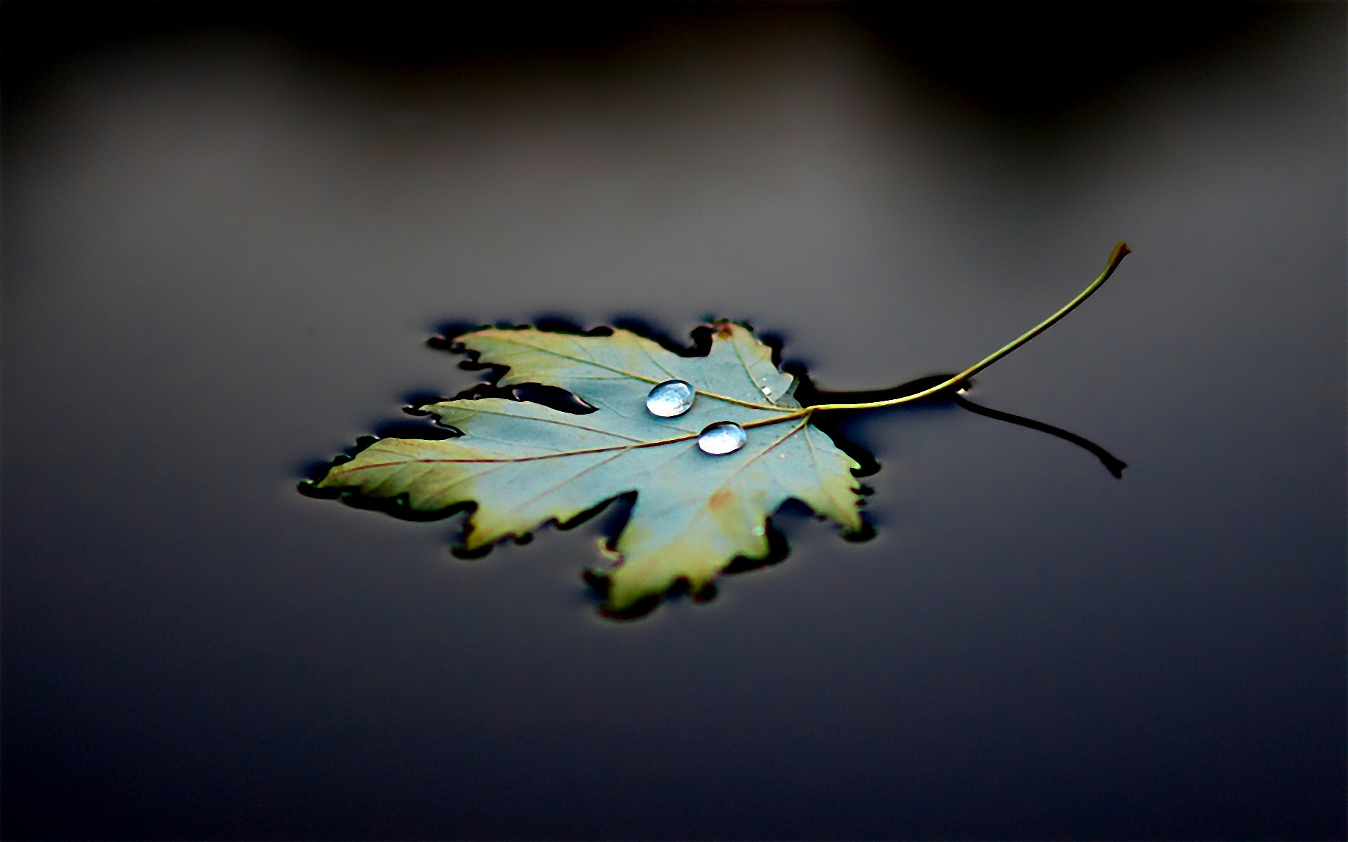 Floating Leaf Season Water 1920x1200