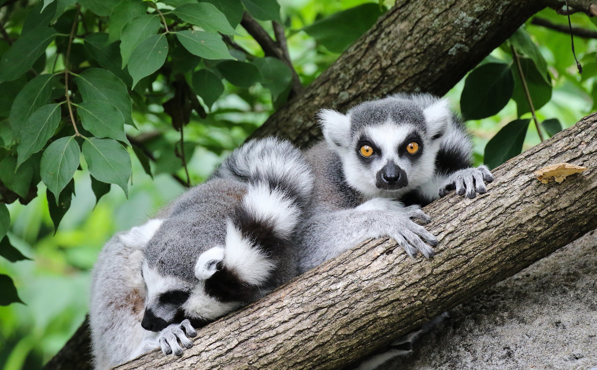 Lemur Wildlife 2048x1269