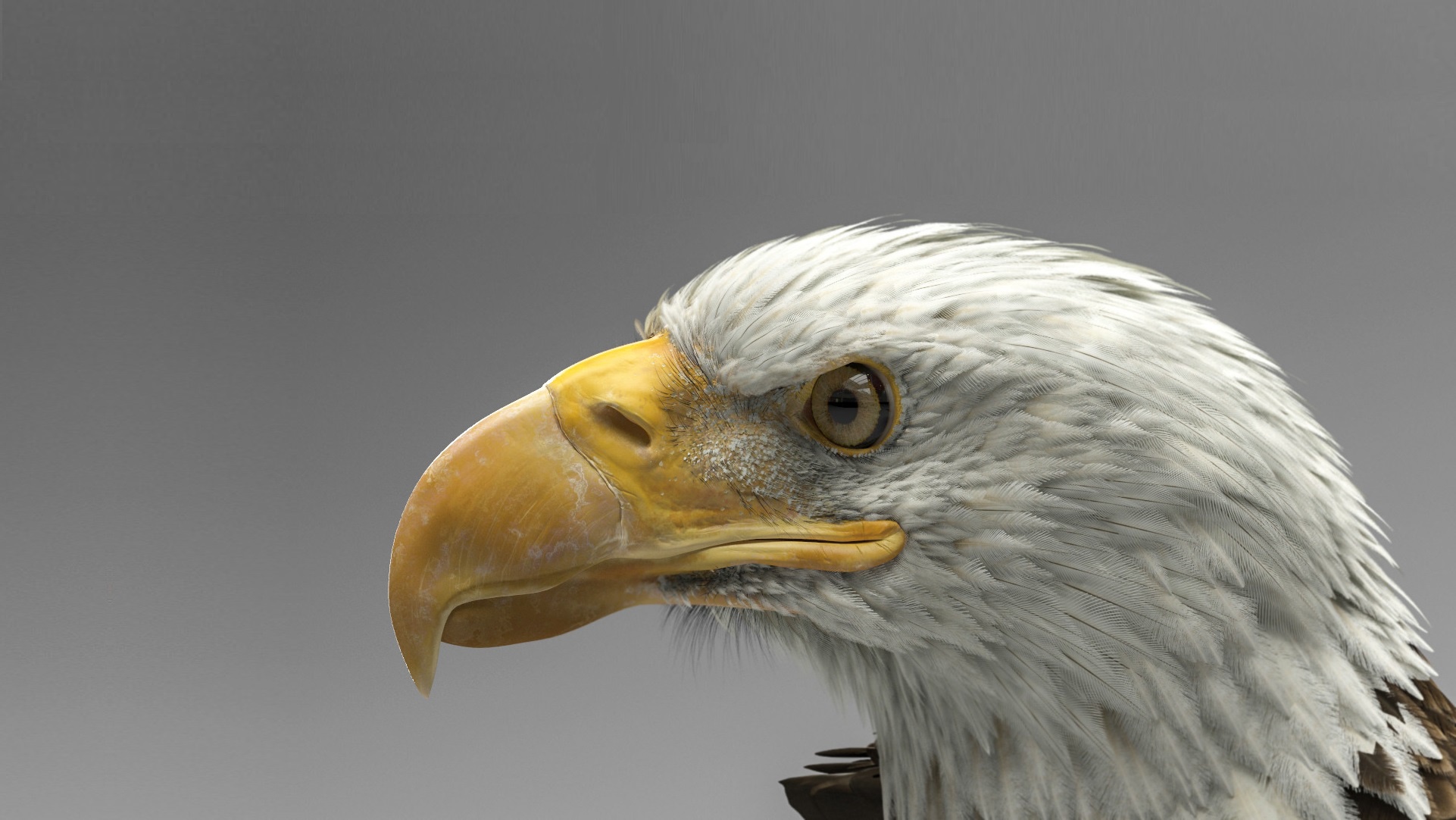 Bald Eagle Close Up Eagle Profile 1922x1082