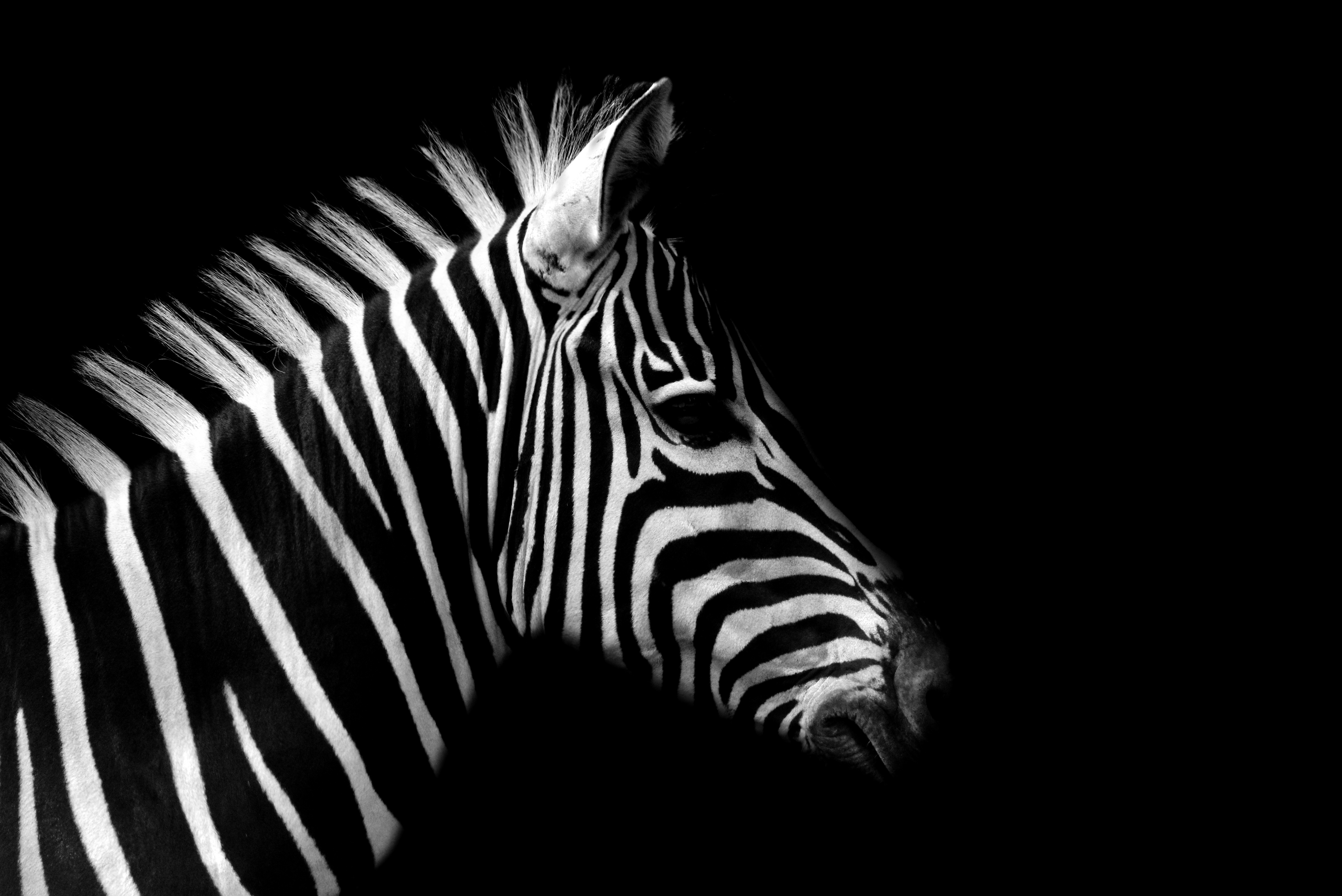 Animal Zebra 4889x3264