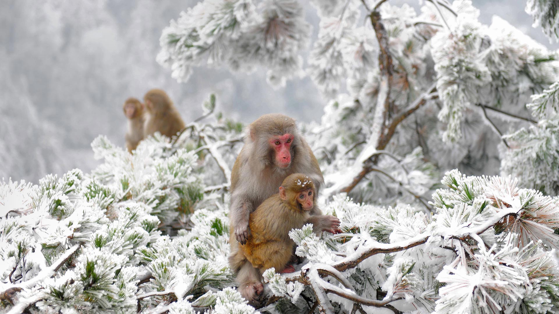 Animal Baby Animal Japanese Macaque Macaque Primate Snow Tree Wildlife 1920x1080