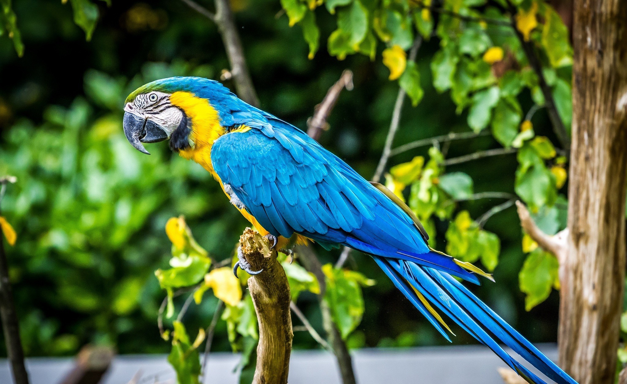 Macaw Parrot 2048x1255