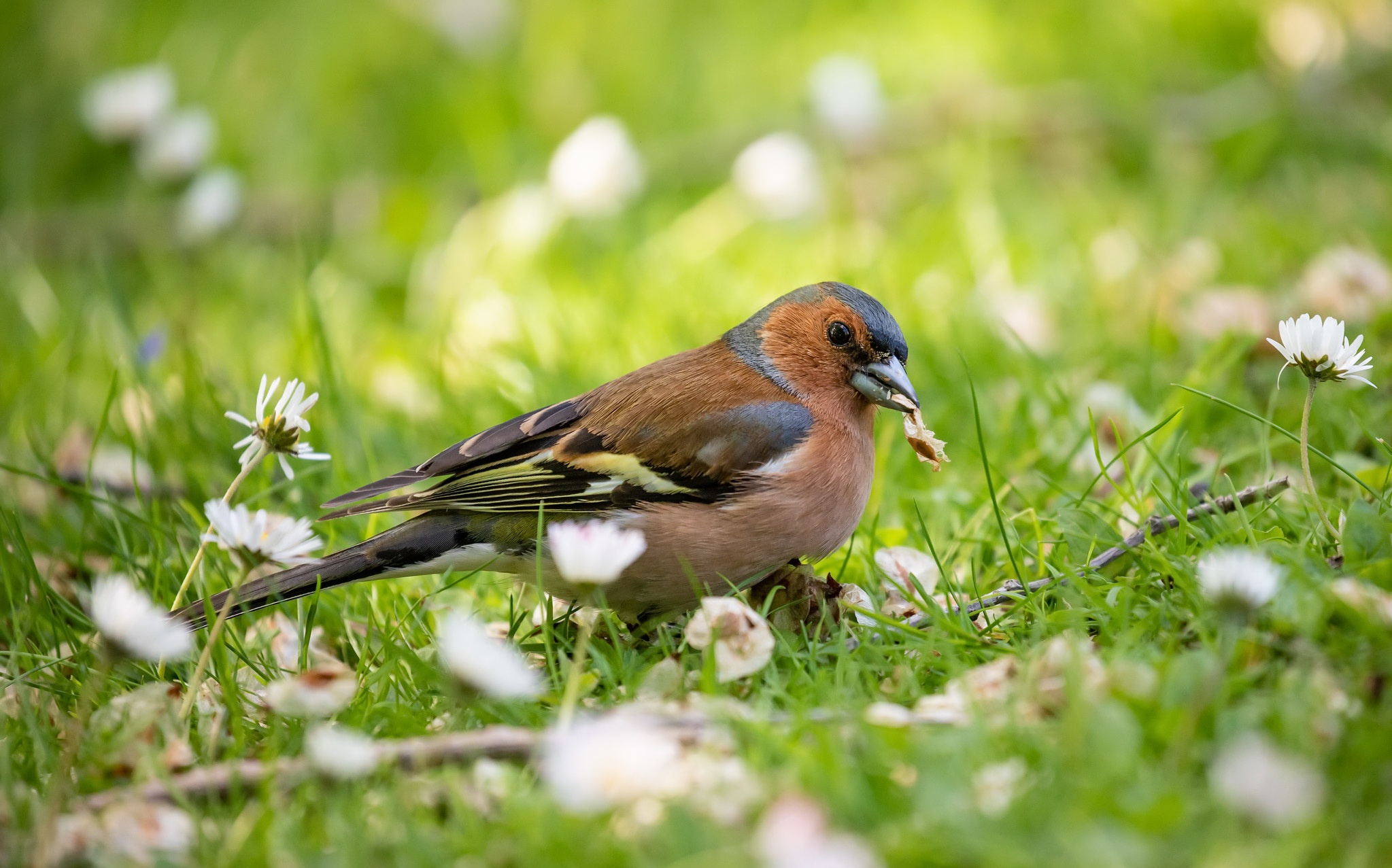 Bird Finch Wildlife 2047x1277