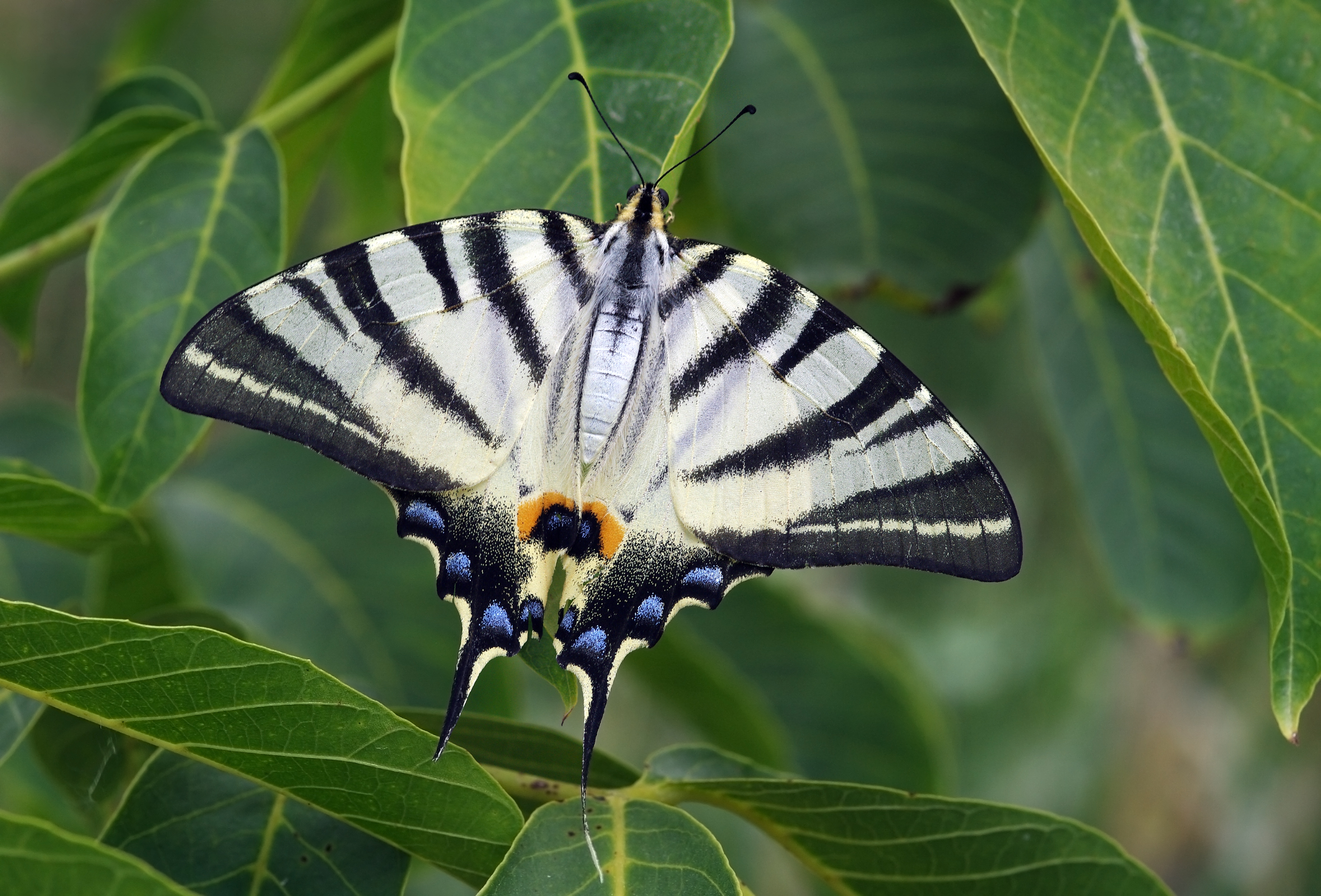 Animal Butterfly Scarce Swallowtail Swallowtail Butterfly 3200x2172