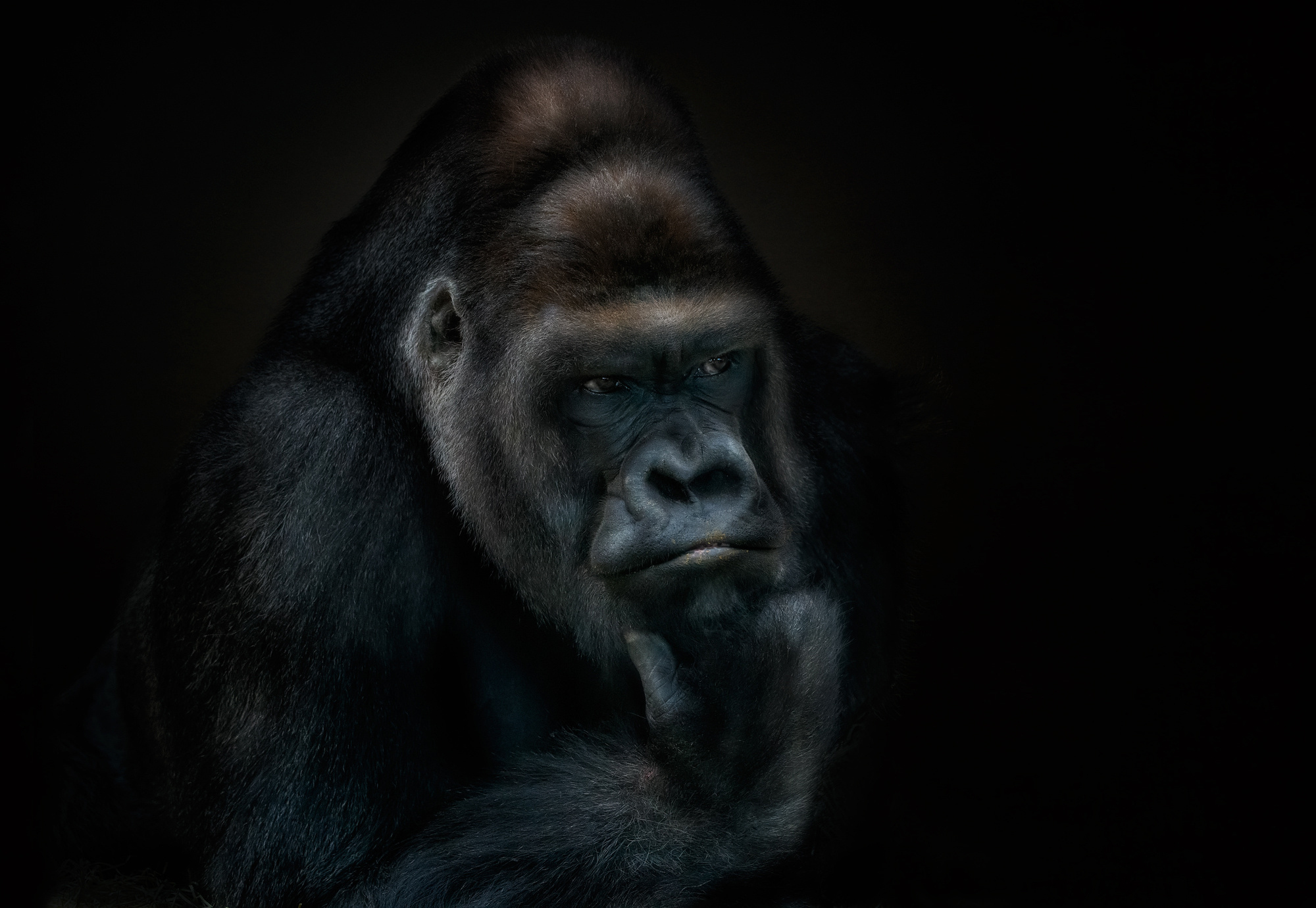 Gorilla Primate 2000x1381