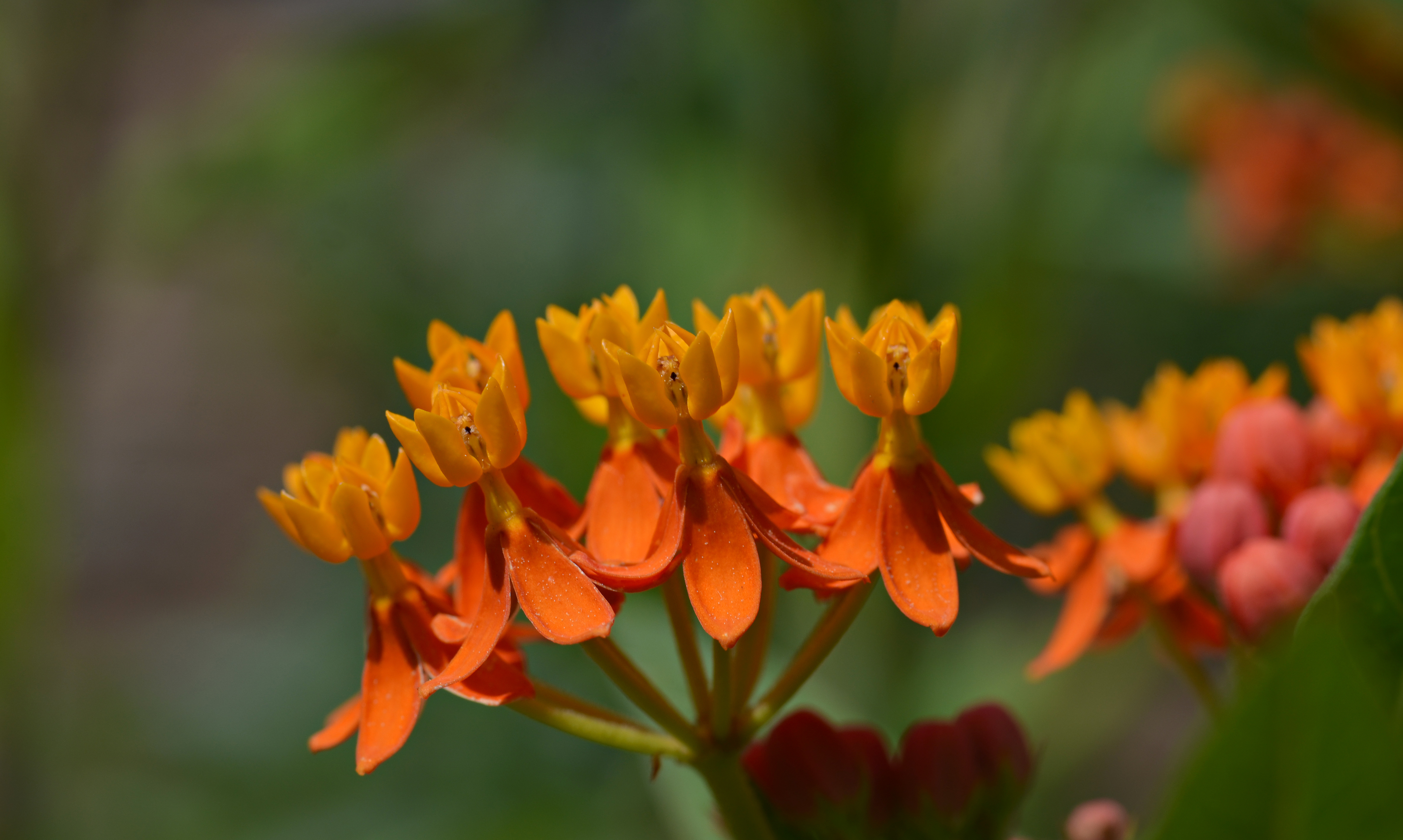 Butterfly Weed Flower 4740x2839
