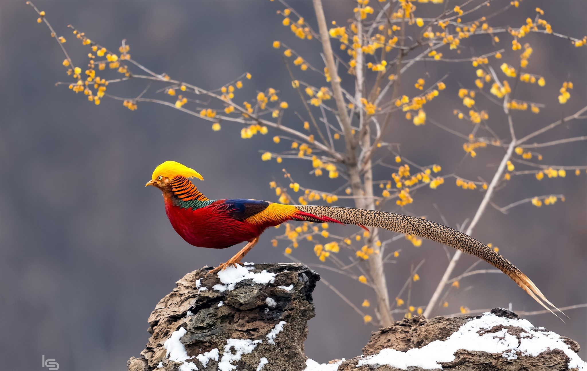 Animal Bird Colorful Pheasant 2048x1294