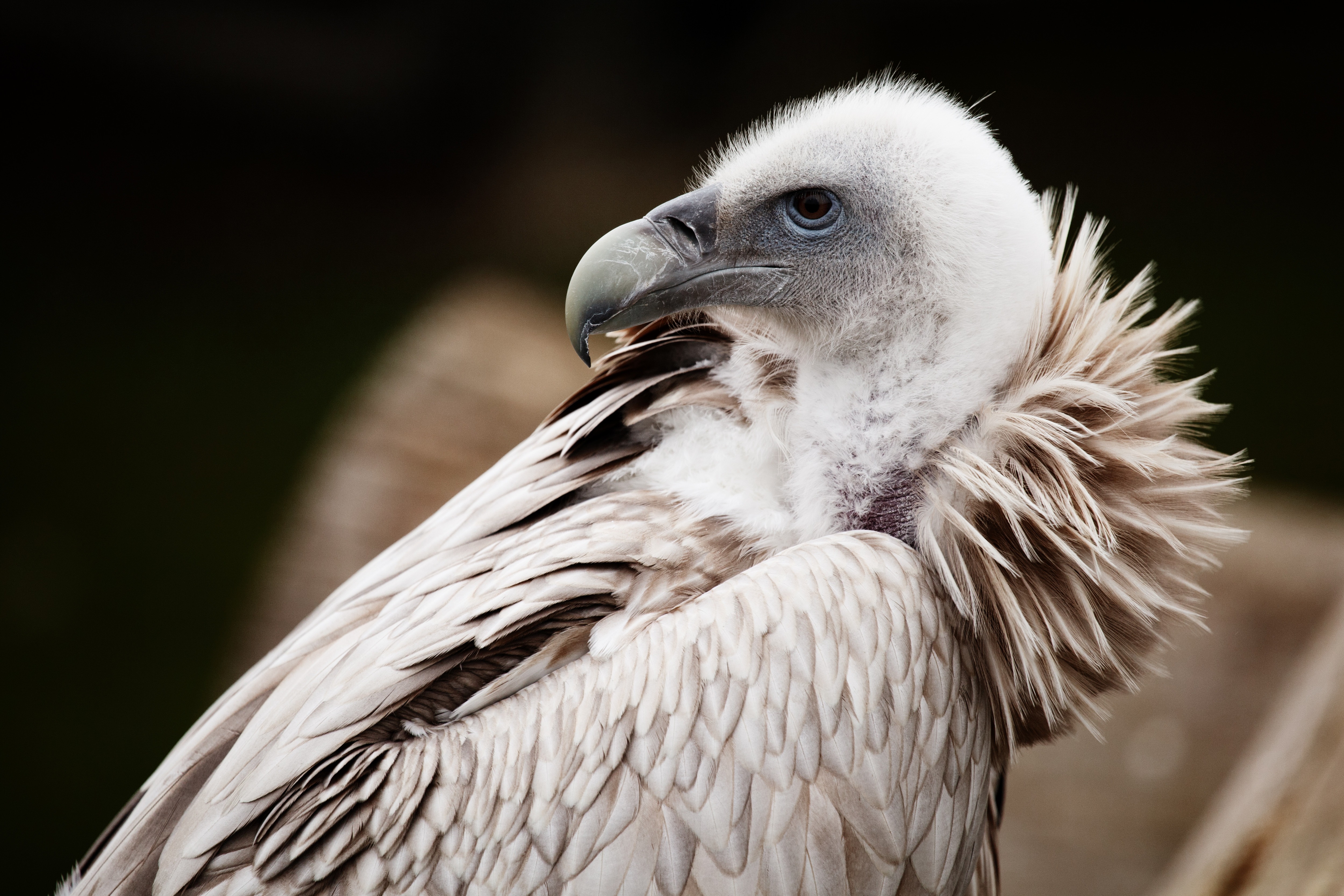Bird Vulture 5000x3334