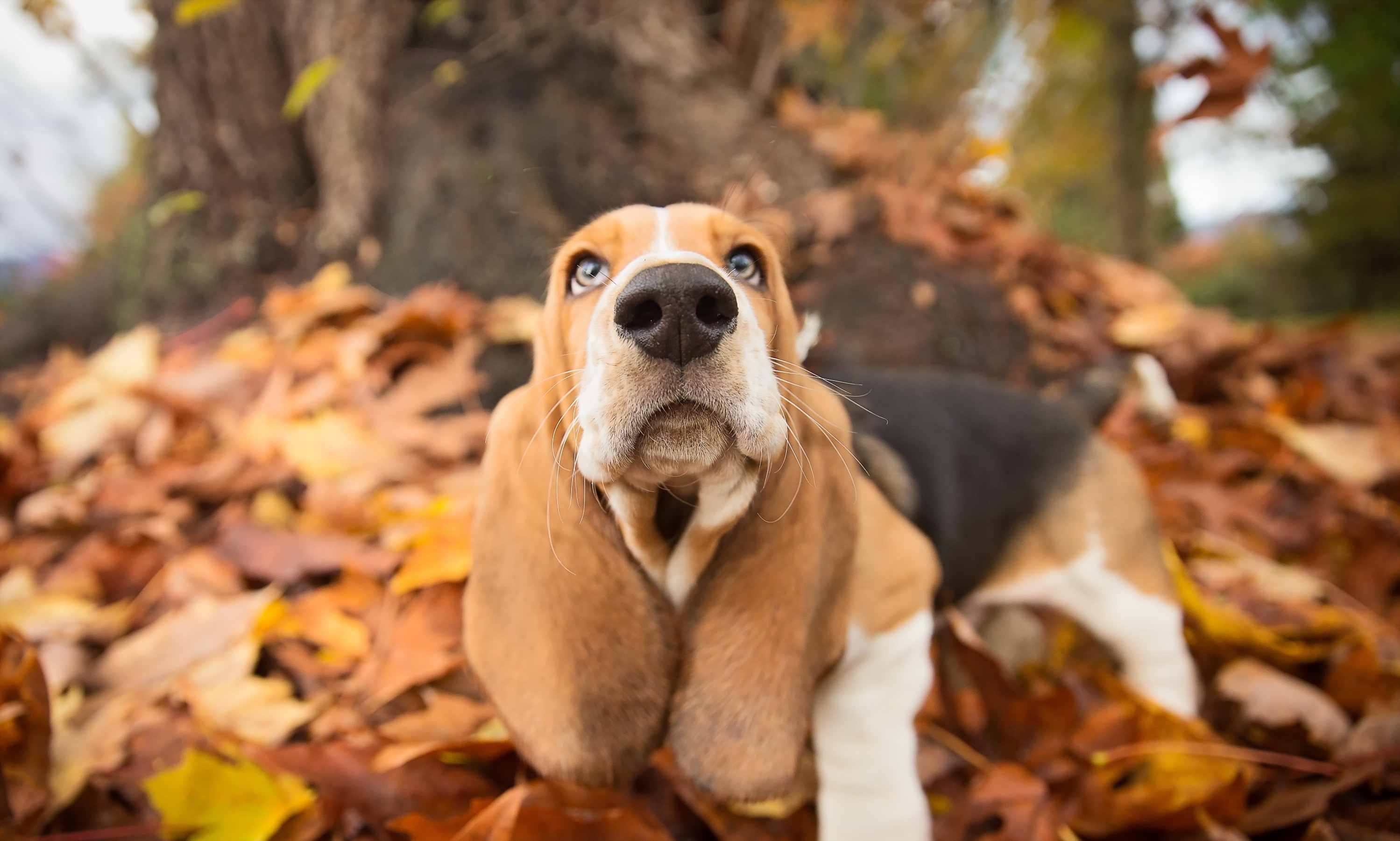 Beagle Dog Fall Muzzle 2998x1801