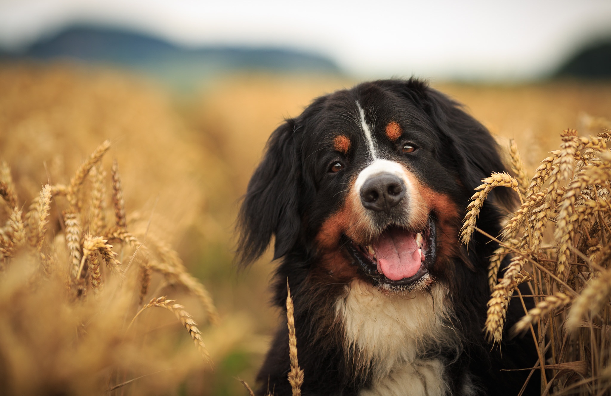 Bernese Mountain Dog Depth Of Field Dog Pet Sennenhund Summer Wheat 2048x1328