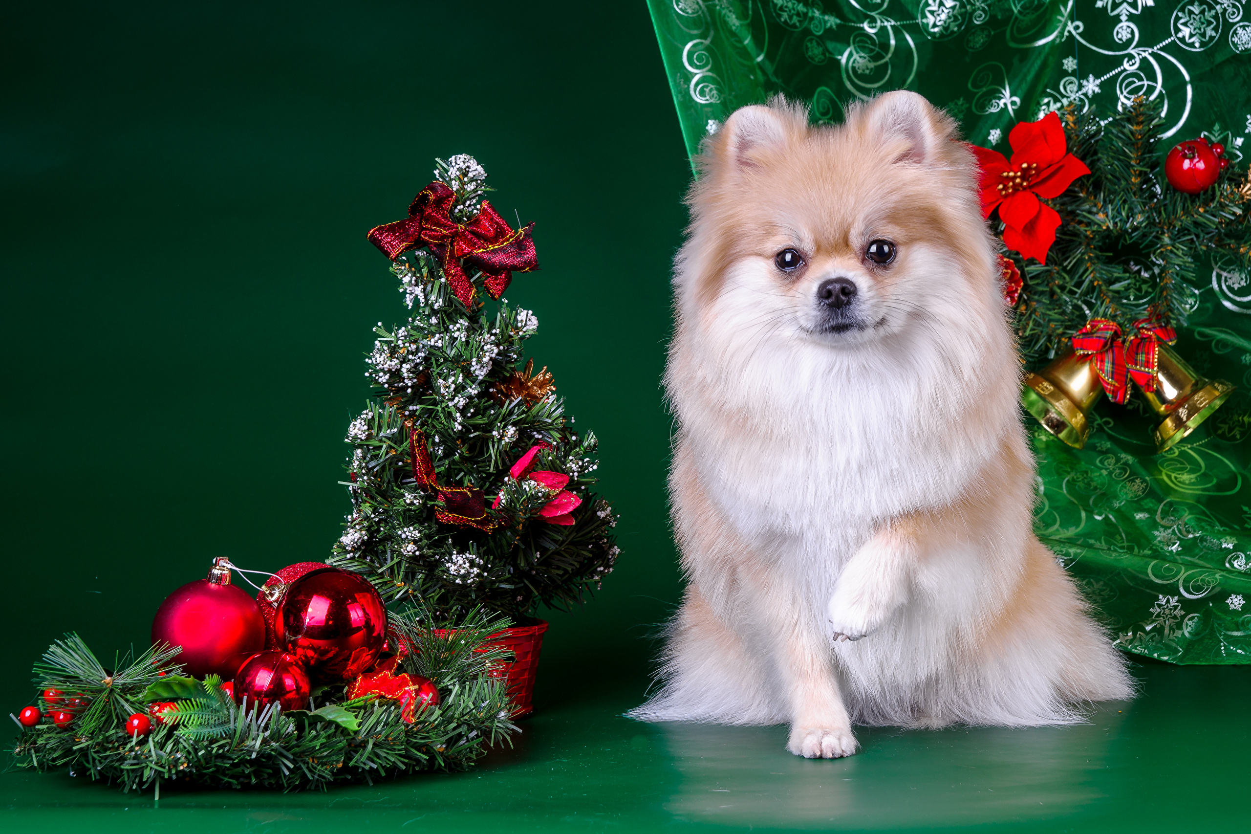 Christmas Dog Green Holiday Pet Pomeranian 2560x1706