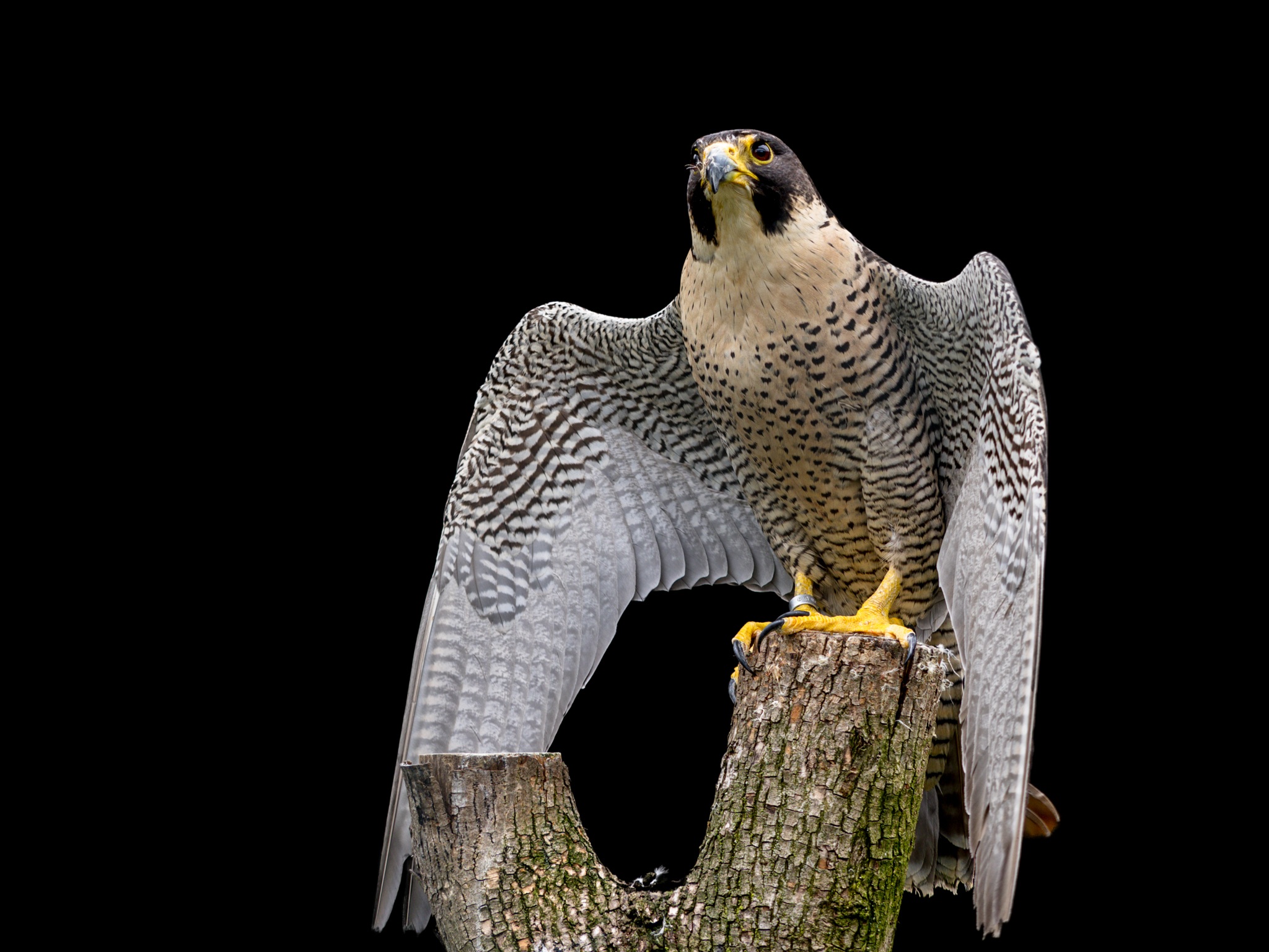 Bird Bird Of Prey Falcon Marvel Comics Peregrine Falcon Portrait 2048x1536