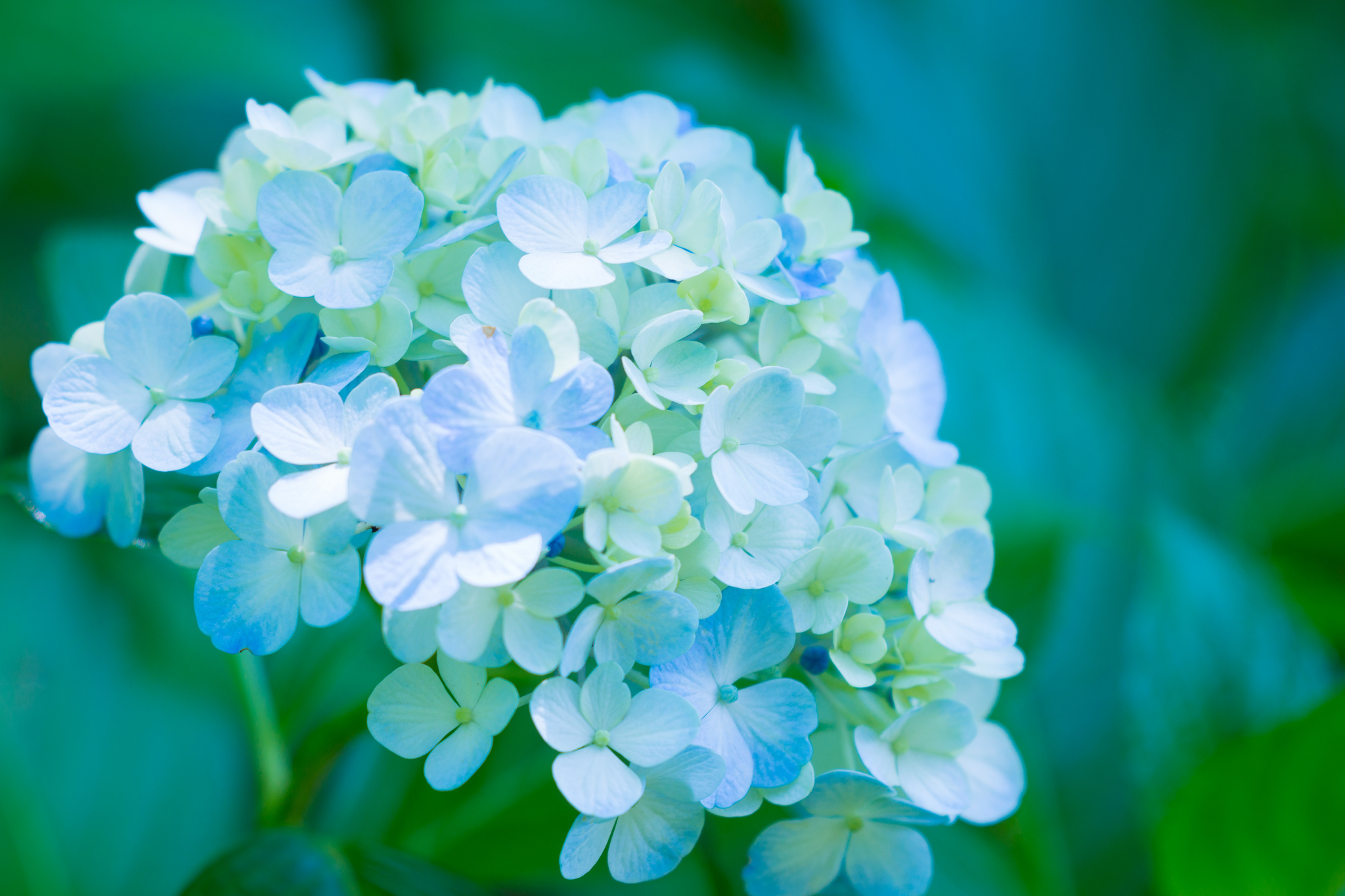 Blue Flower Close Up Flower Hydrangea Nature 2048x1365