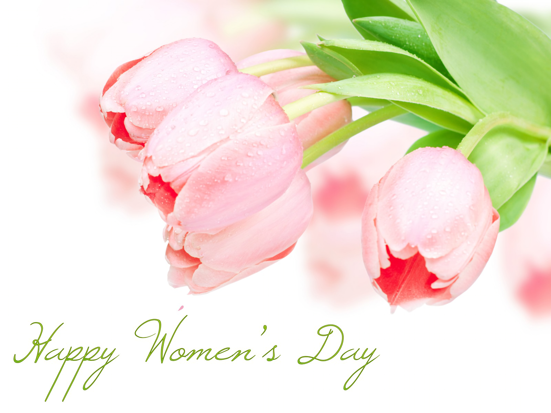 Flower Statement Tulip Women 039 S Day 1920x1437
