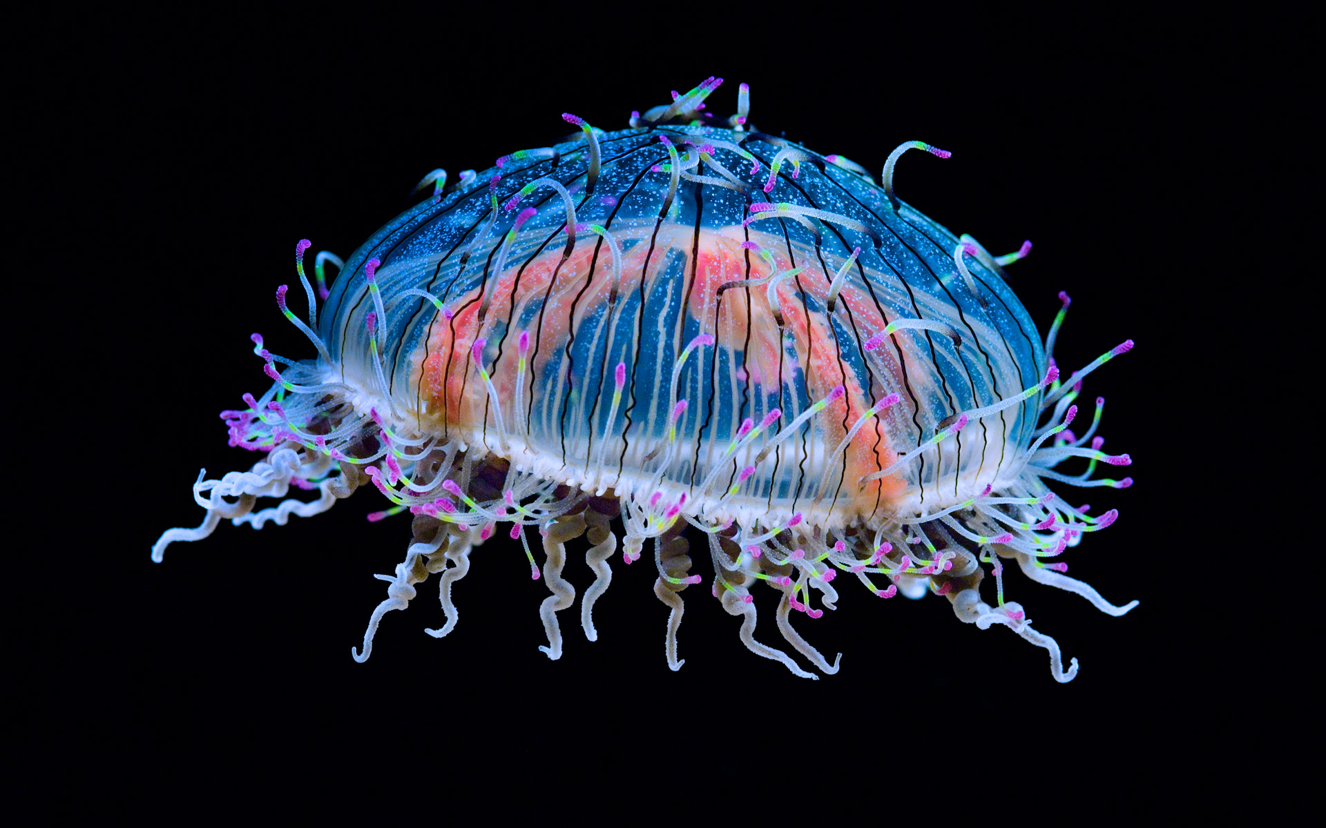 Animal Colorful Jellyfish Sea Life 1920x1200