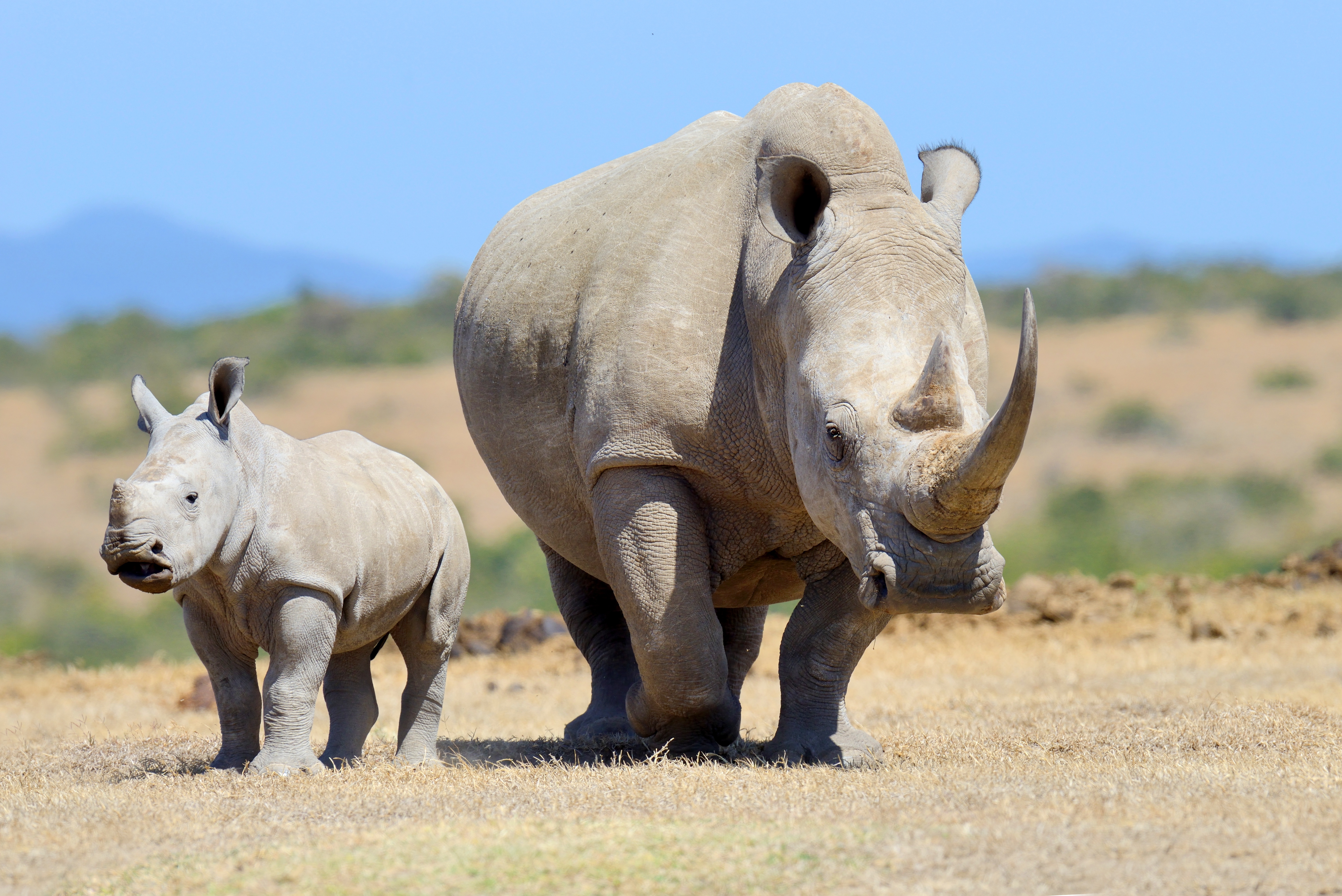Baby Animal Rhino Wildlife 6000x4005
