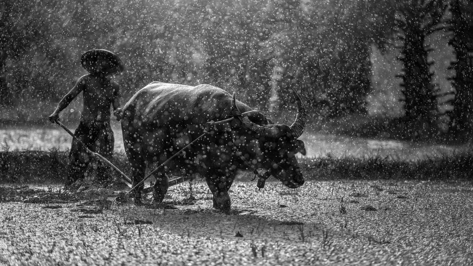 Black Amp White Bull Man Myanmar Rain 1920x1080