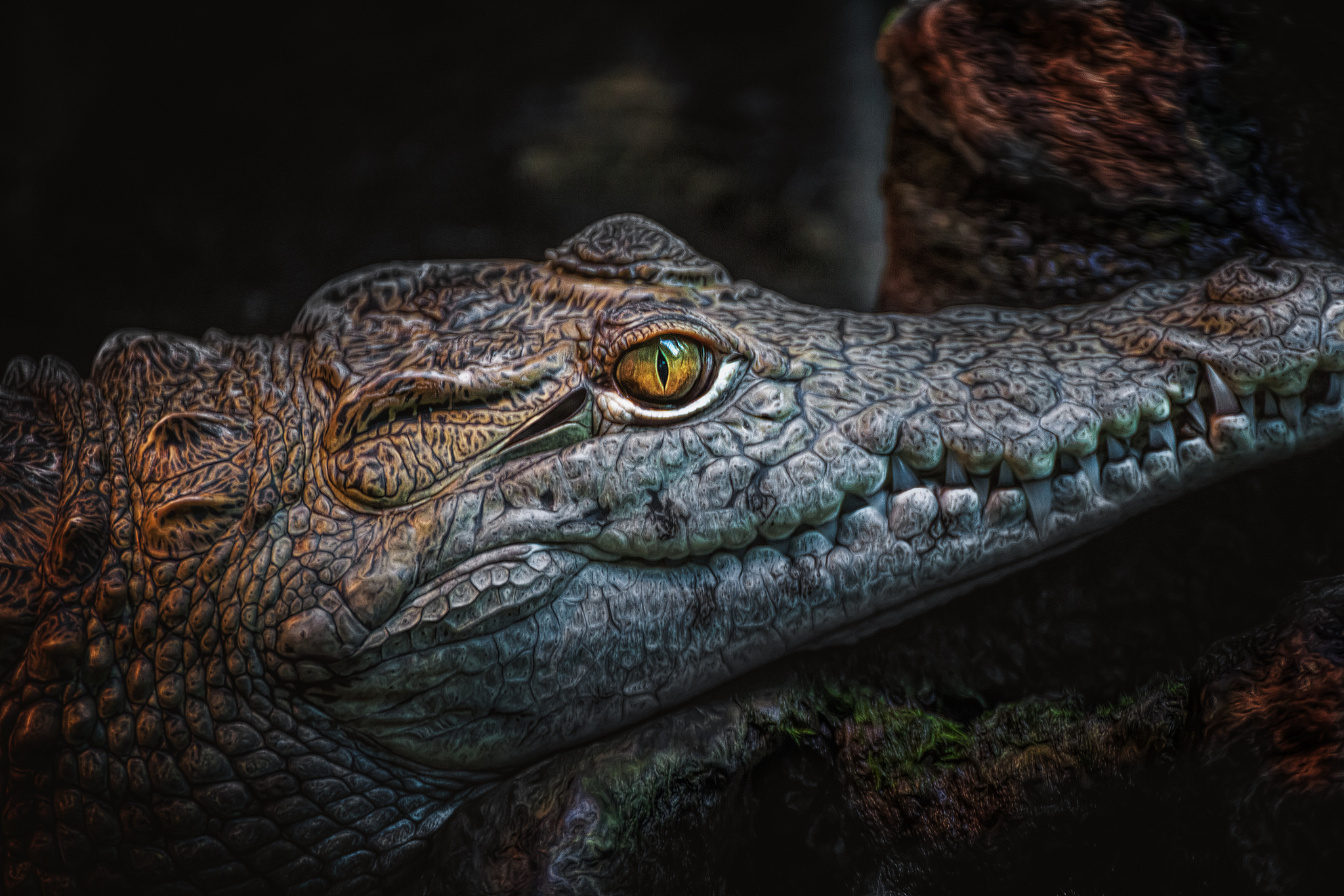 Crocodile Eye Fangs Reptile Teeth Predator Animal 2048x1365