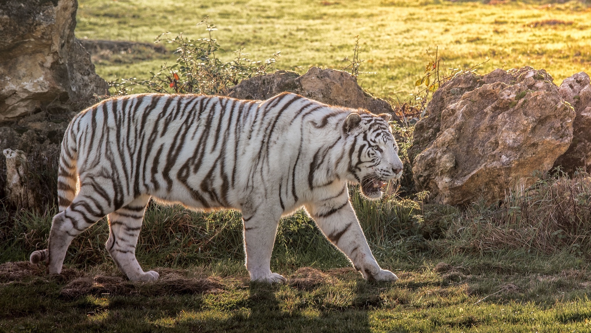 Big Cat White Tiger Wildlife Predator Animal 2048x1155