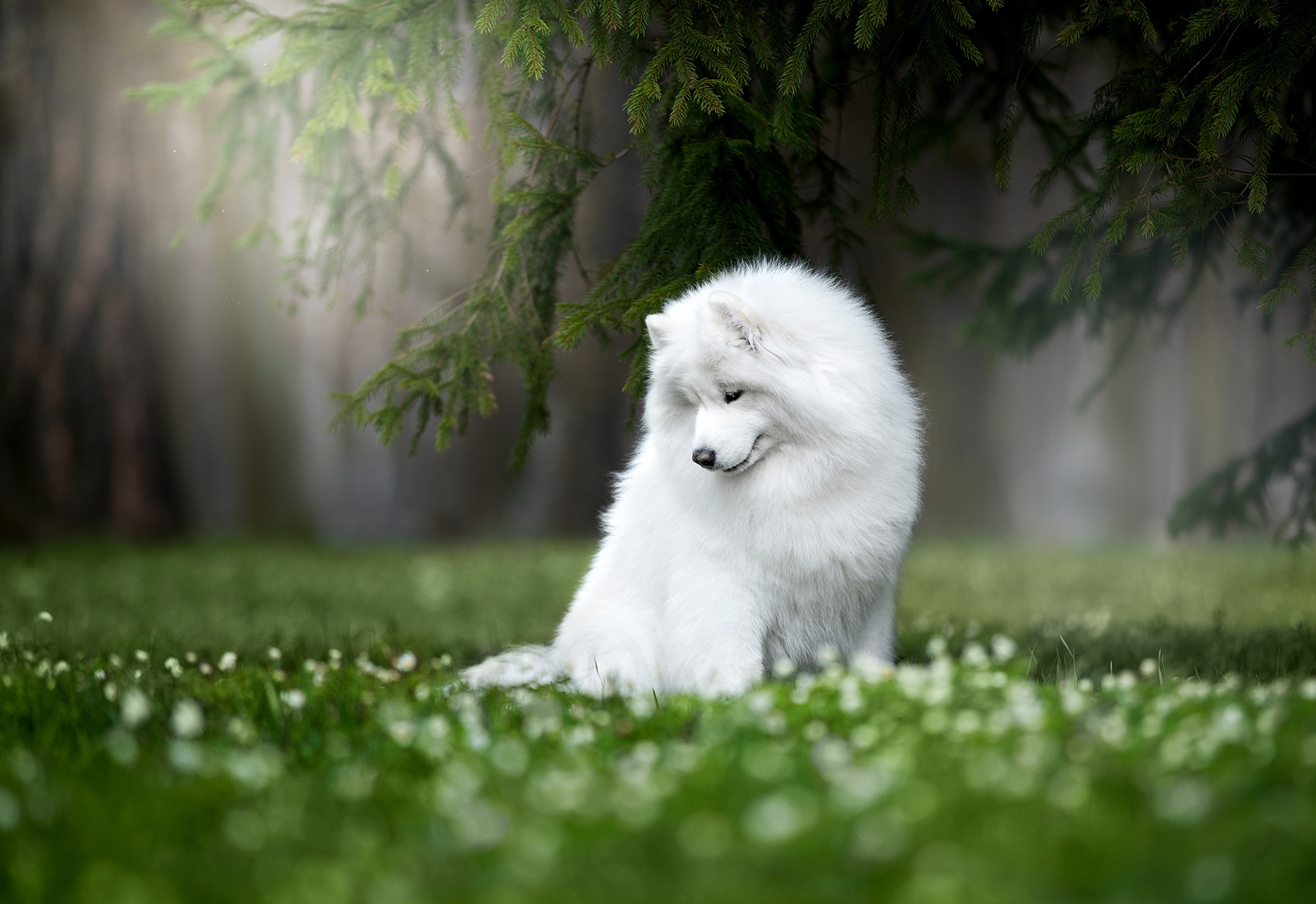 Dog Pet Samoyed 1920x1319