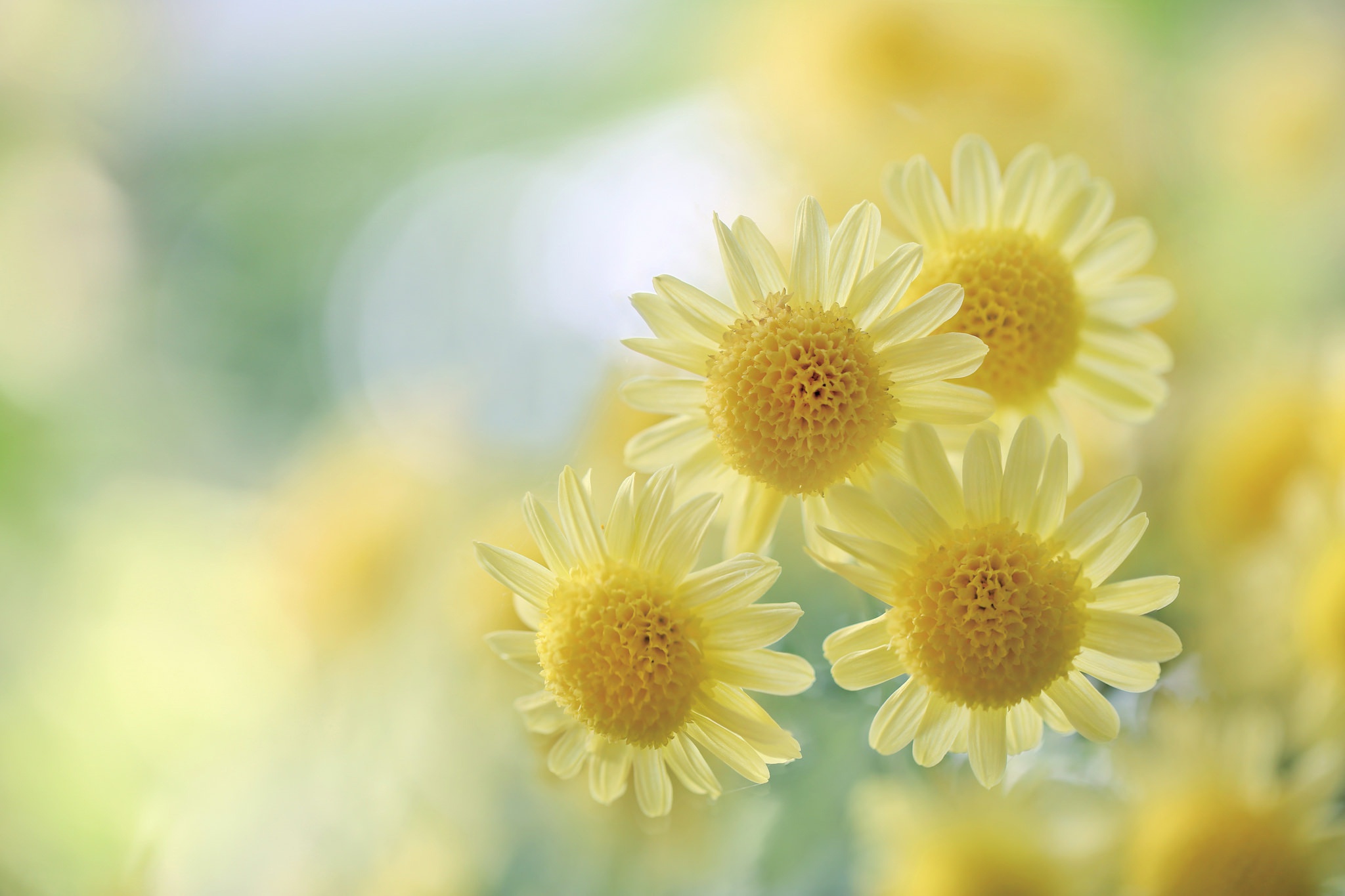 Bokeh Chrysanthemum Macro Nature Yellow Flower 2048x1365