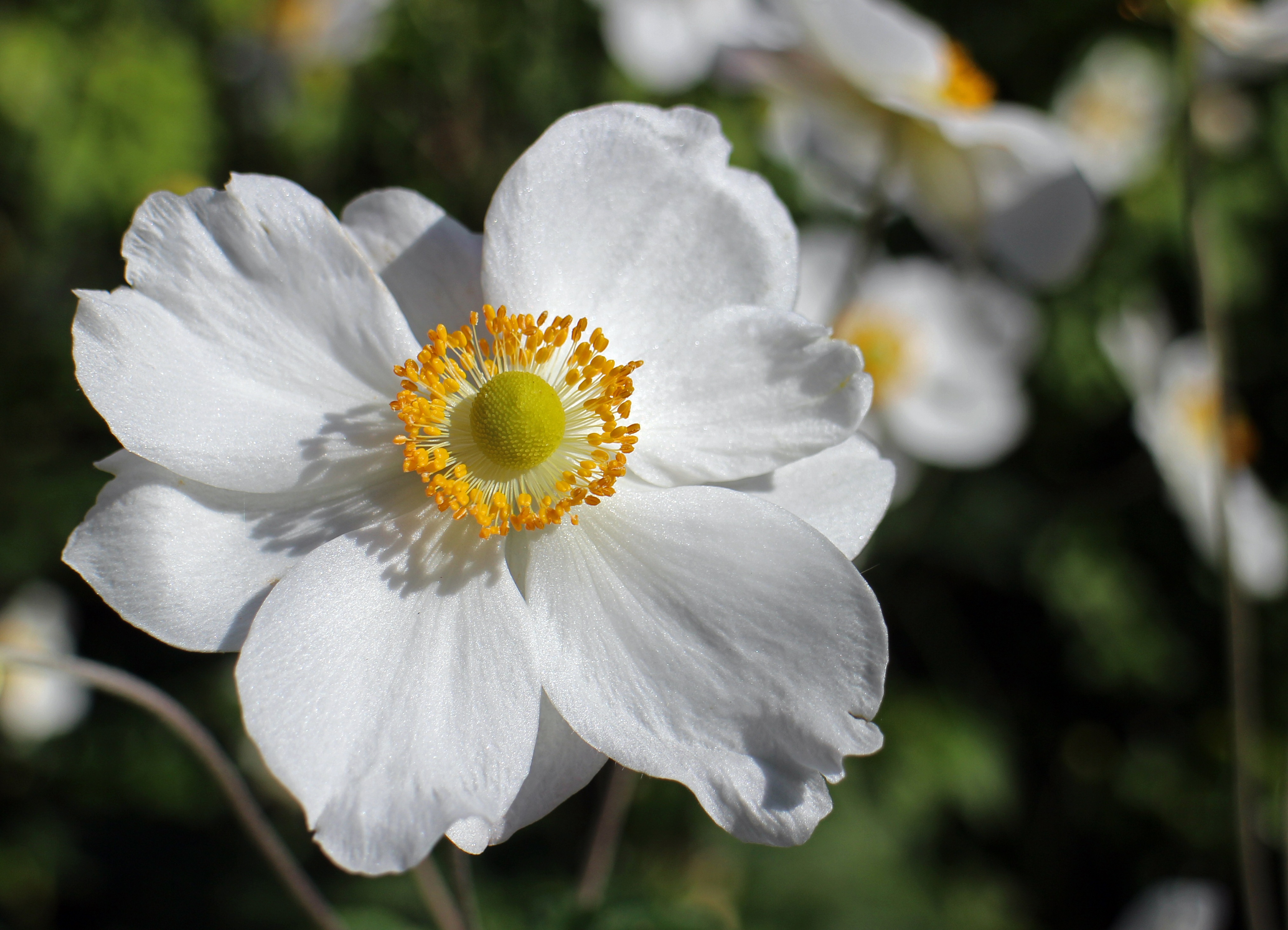 Anemone Earth Flower White Flower 4054x2928