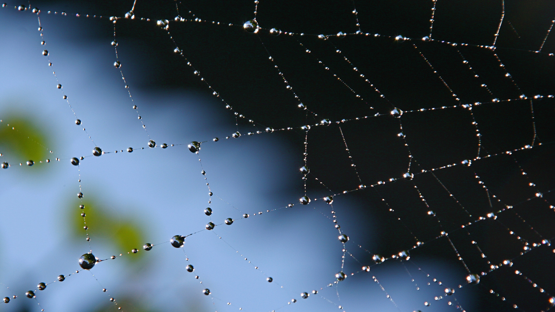 Photography Spider Web 1920x1080