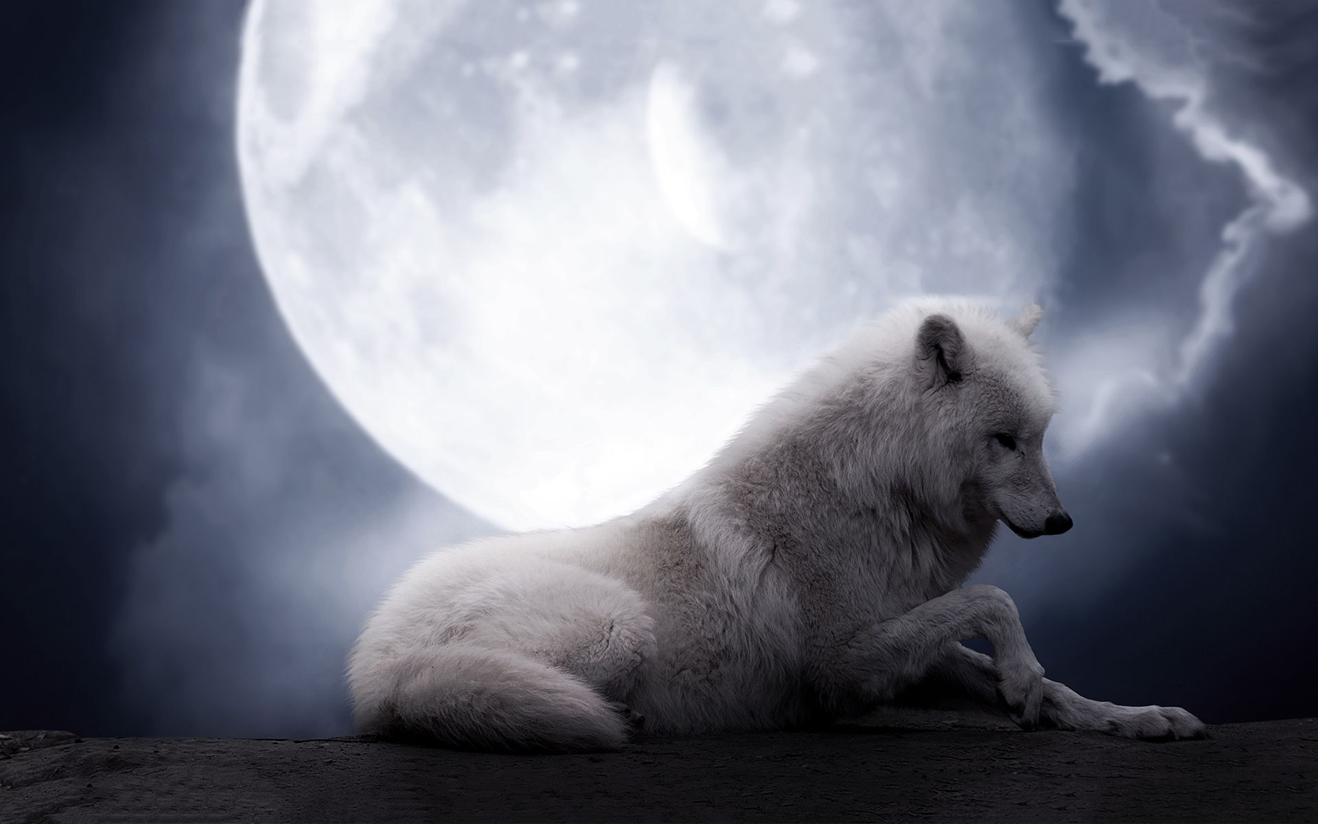 Animal Moon Night White Wolf Wolf 1920x1200