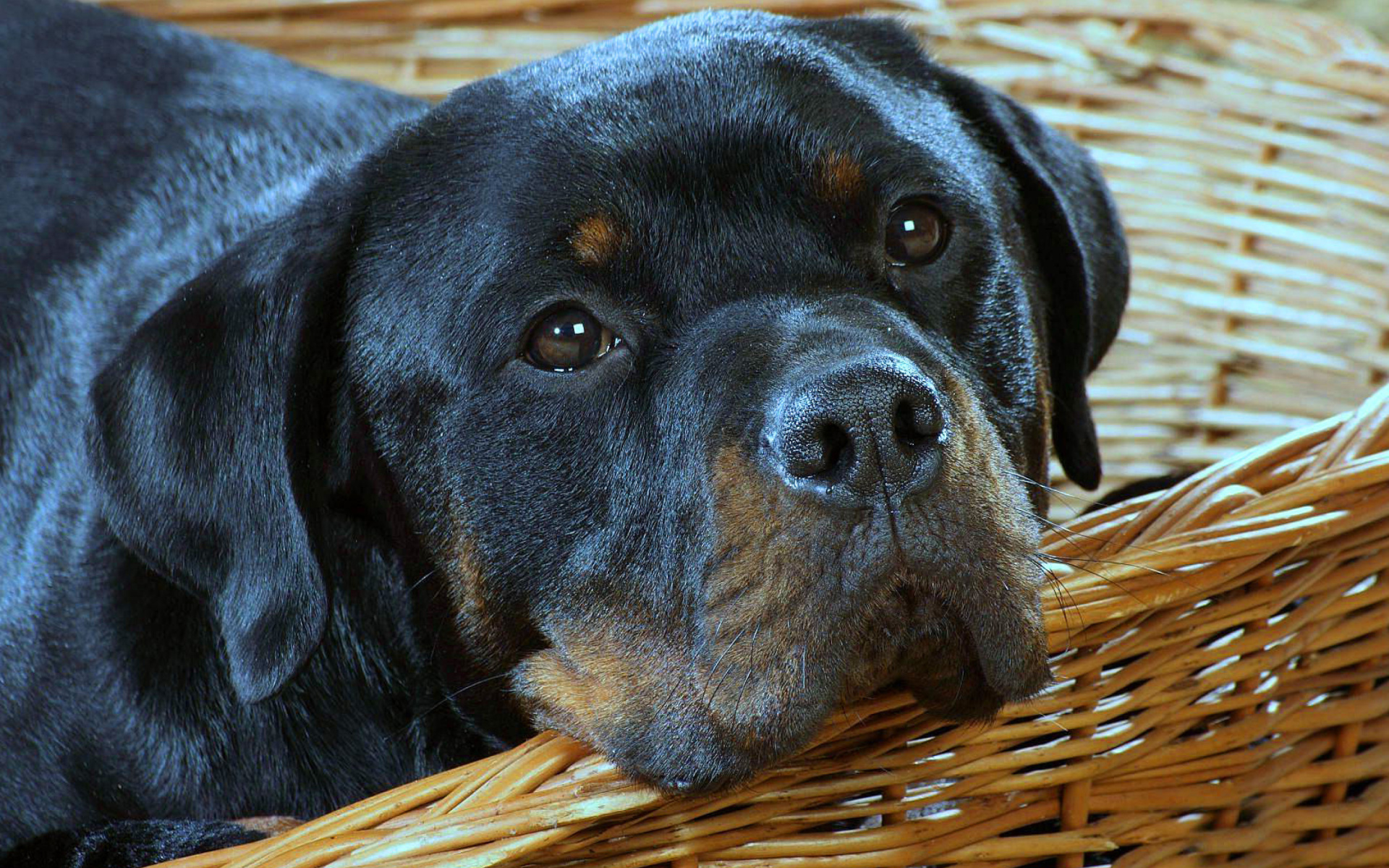 Animal Dog Face Muzzle Rottweiler 1920x1200