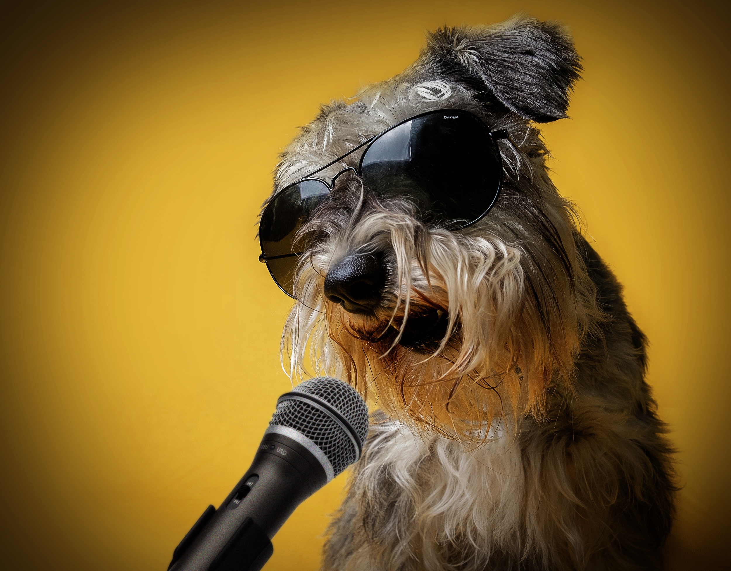 Dog Microphone Pet Schnauzer Sunglasses 2500x1954