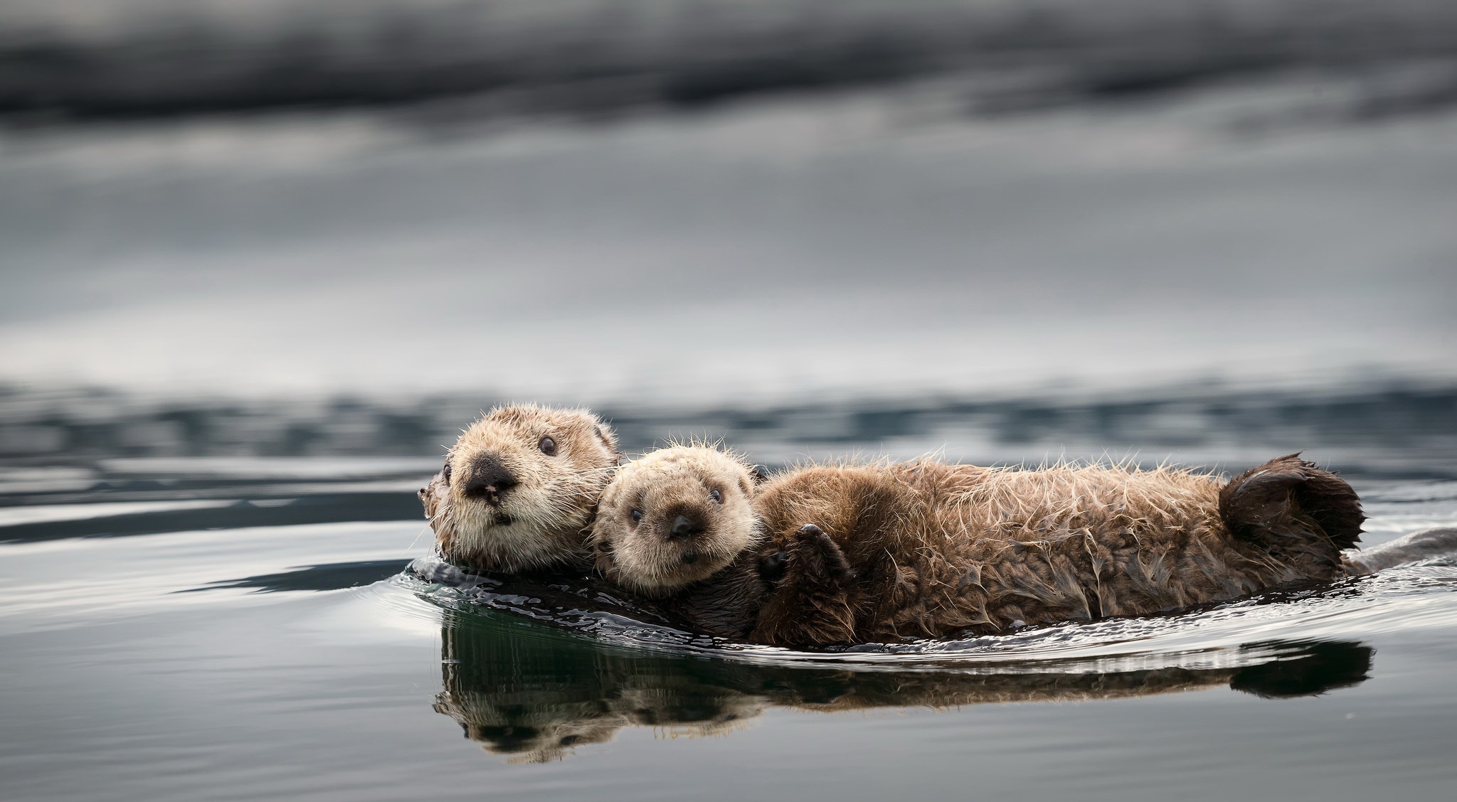 Baby Animal Otter Water Wildlife 2048x1128