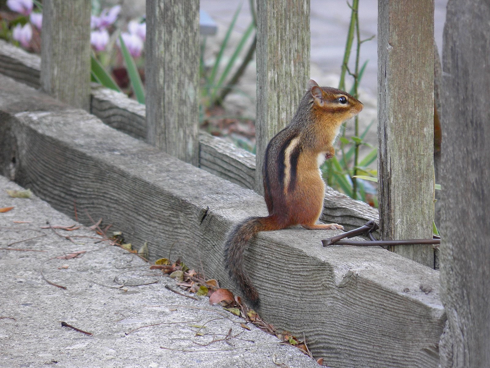 Animal Chipmunk 1600x1200