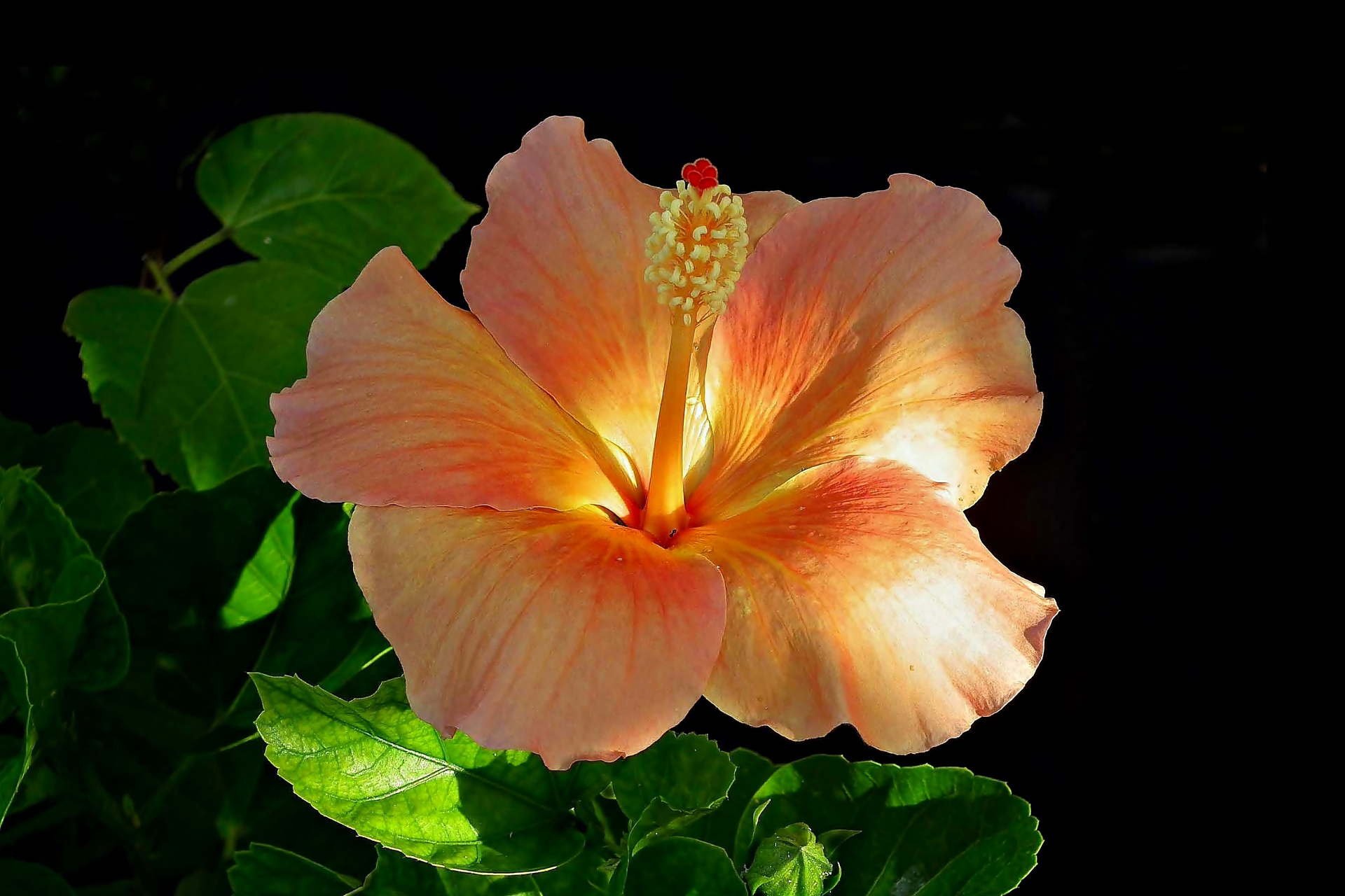 Earth Flower Hibiscus Peach Flower 1920x1280